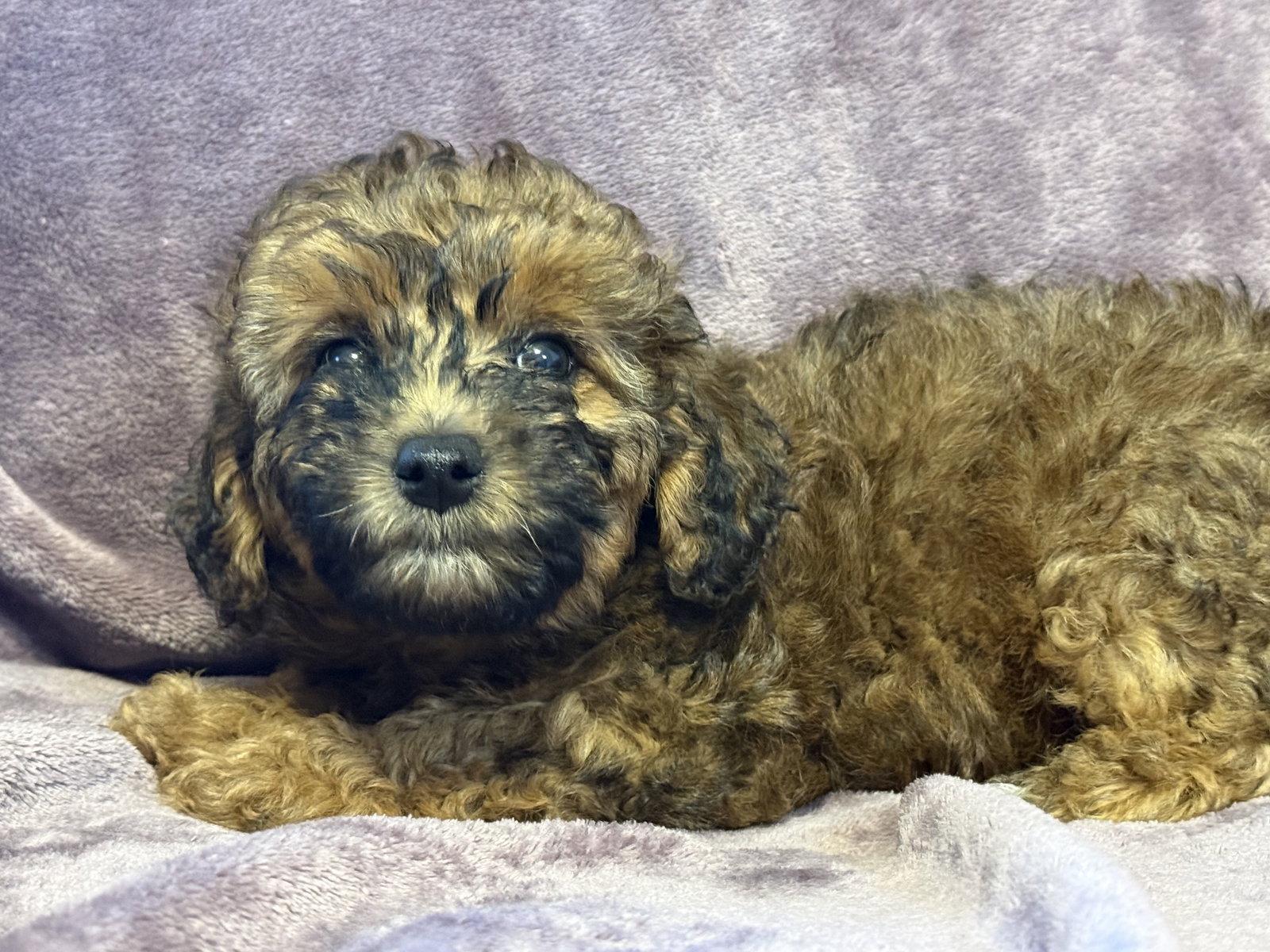 Enlarge Nola - In Foster in Rocky Mount, NC, a Adopted Poodle in Pacolet, SC image 1/3