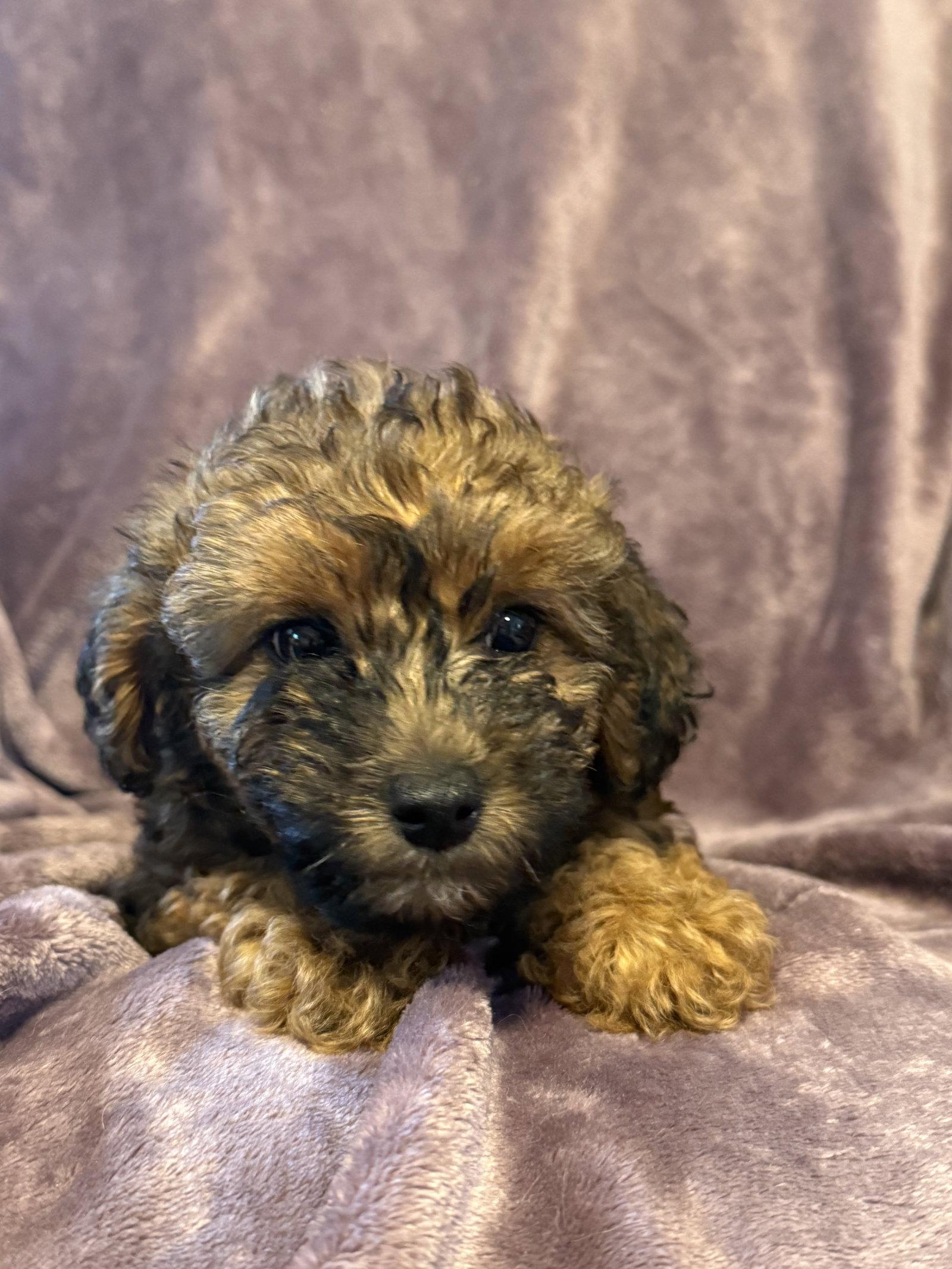 Enlarge Nola - In Foster in Rocky Mount, NC, a Adopted Poodle in Pacolet, SC image 3/3