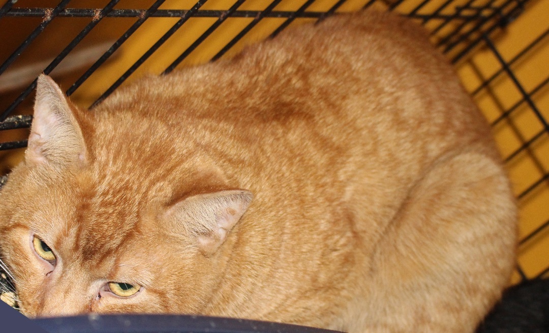 Oliver, a Adoptable mixed breed in Stahlstown, PA image 1/2