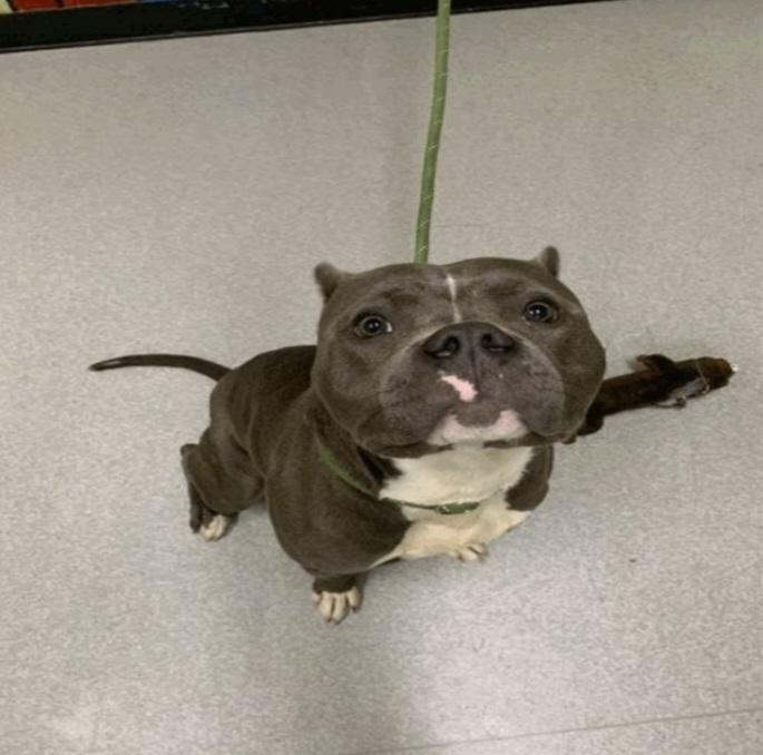 Enlarge Phthalo, a ADOPTABLE American Bully in Camden, OH image 1/1