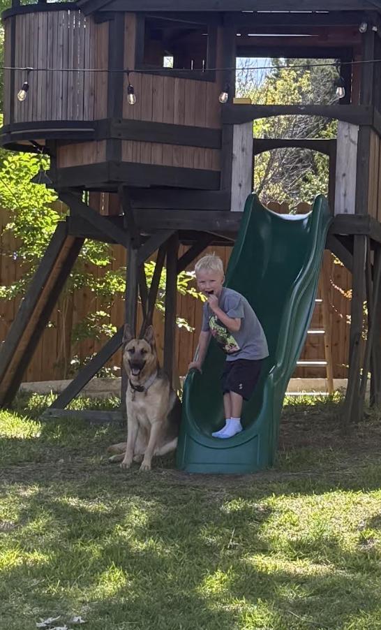 Saki, a Adoptable German Shepherd Dog in Pflugerville, TX image 3/4