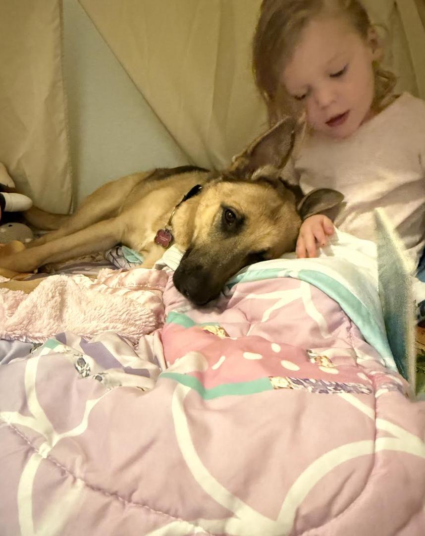 Saki, a Adoptable German Shepherd Dog in Pflugerville, TX image 4/4