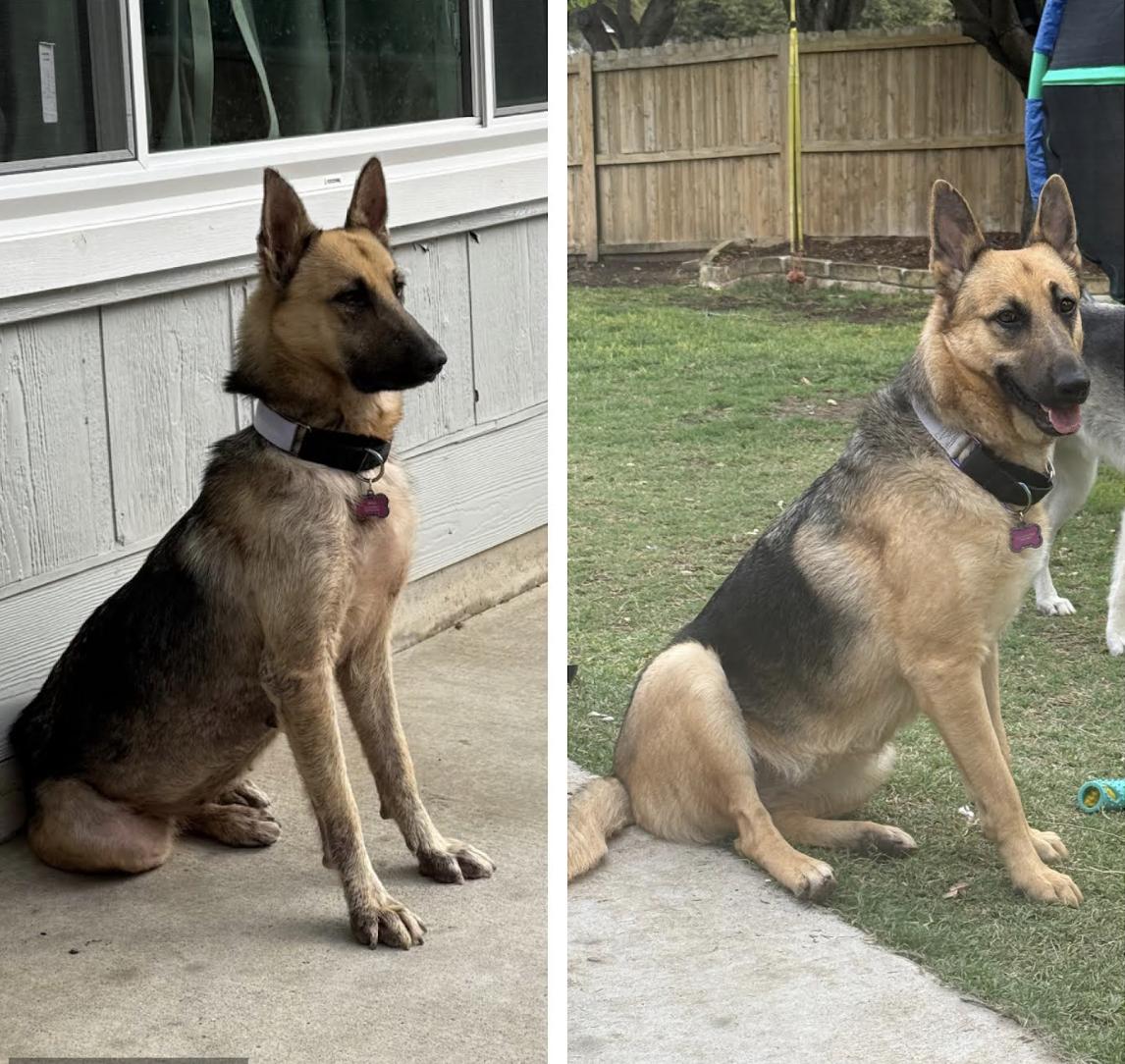 Saki, a Adoptable German Shepherd Dog in Pflugerville, TX image 2/4