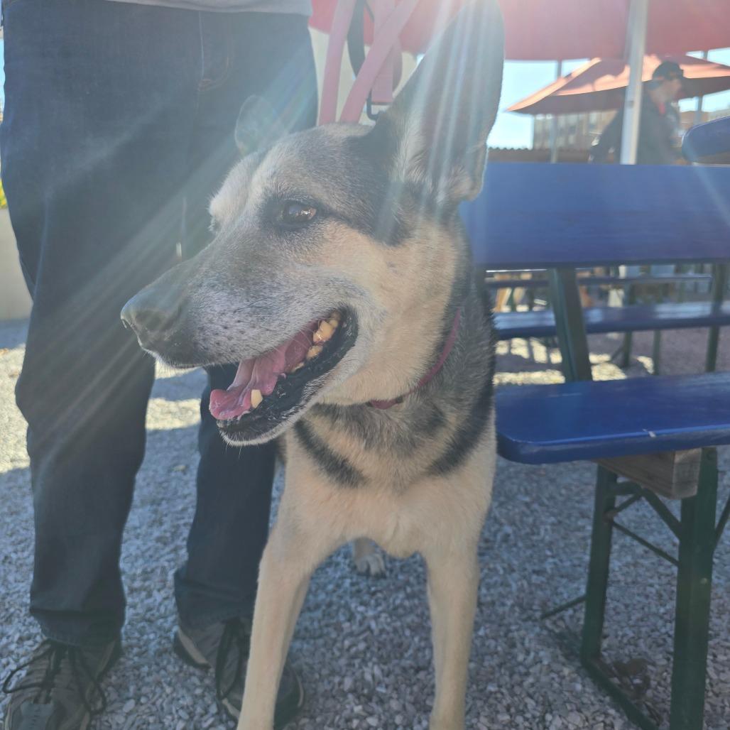 Enlarge Rico, a Adoptable German Shepherd Dog in Tulsa, OK image 1/6