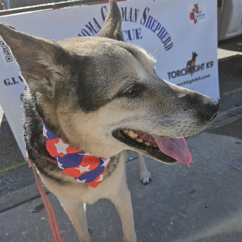 Enlarge Rico, a Adoptable German Shepherd Dog in Tulsa, OK image 2/6