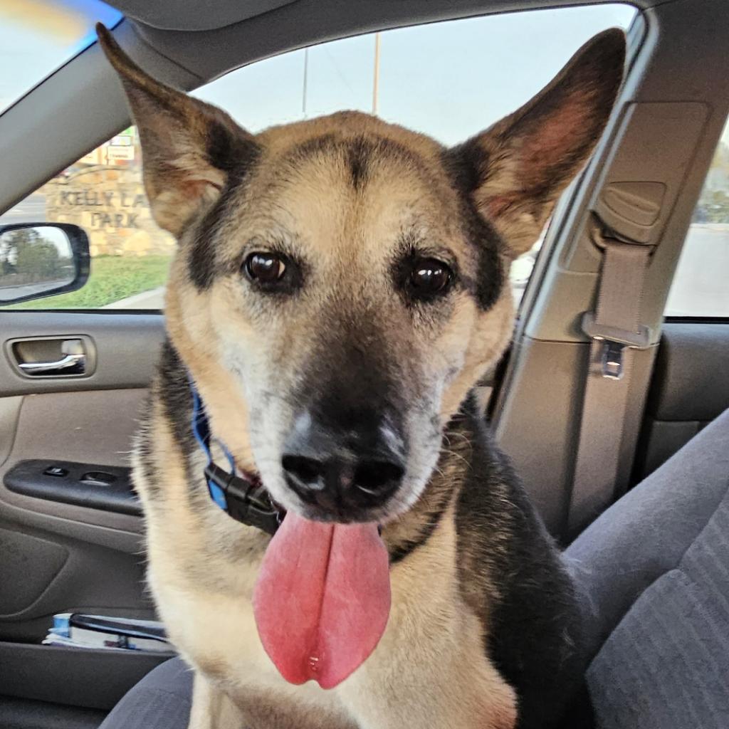 Enlarge Rico, a Adoptable German Shepherd Dog in Tulsa, OK image 3/6