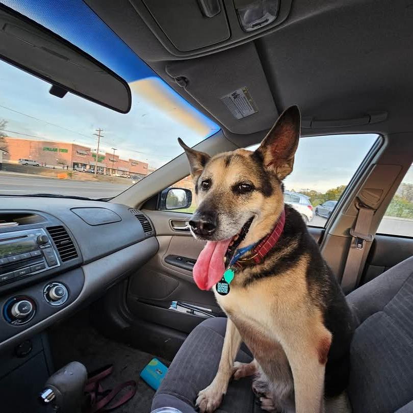Enlarge Rico, a Adoptable German Shepherd Dog in Tulsa, OK image 4/6