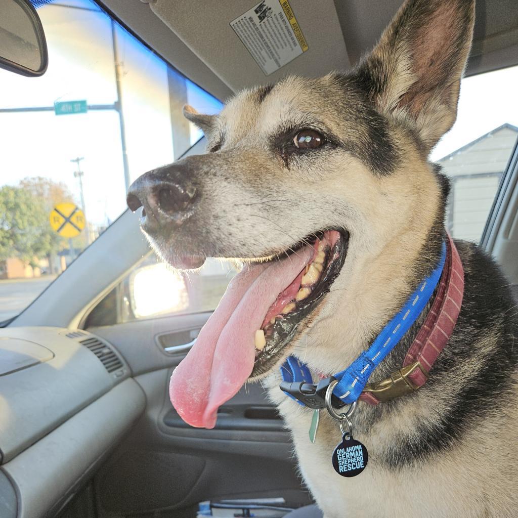 Enlarge Rico, a Adoptable German Shepherd Dog in Tulsa, OK image 5/6
