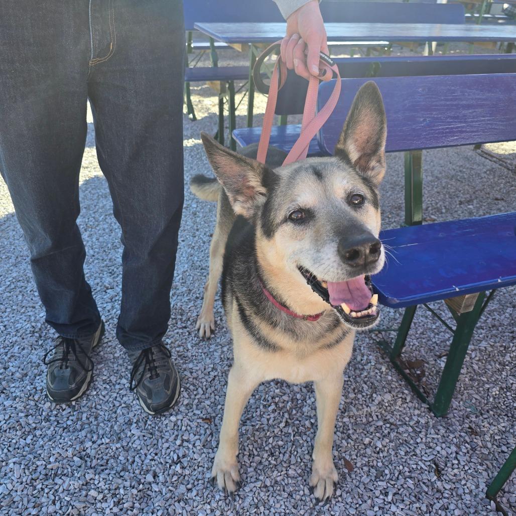 Enlarge Rico, a Adoptable German Shepherd Dog in Tulsa, OK image 6/6