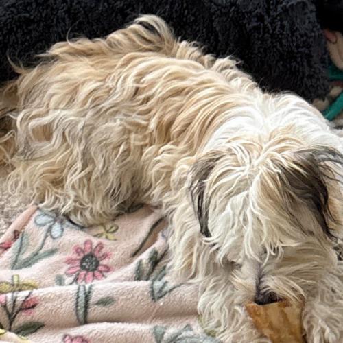 Enlarge Mazey (#411), a Adoptable mixed breed in Twin lakes, WI image 1/3