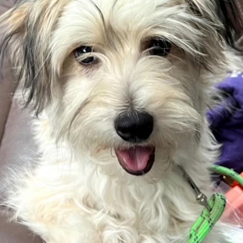 Enlarge Mazey (#411), a Adoptable mixed breed in Twin lakes, WI image 2/3