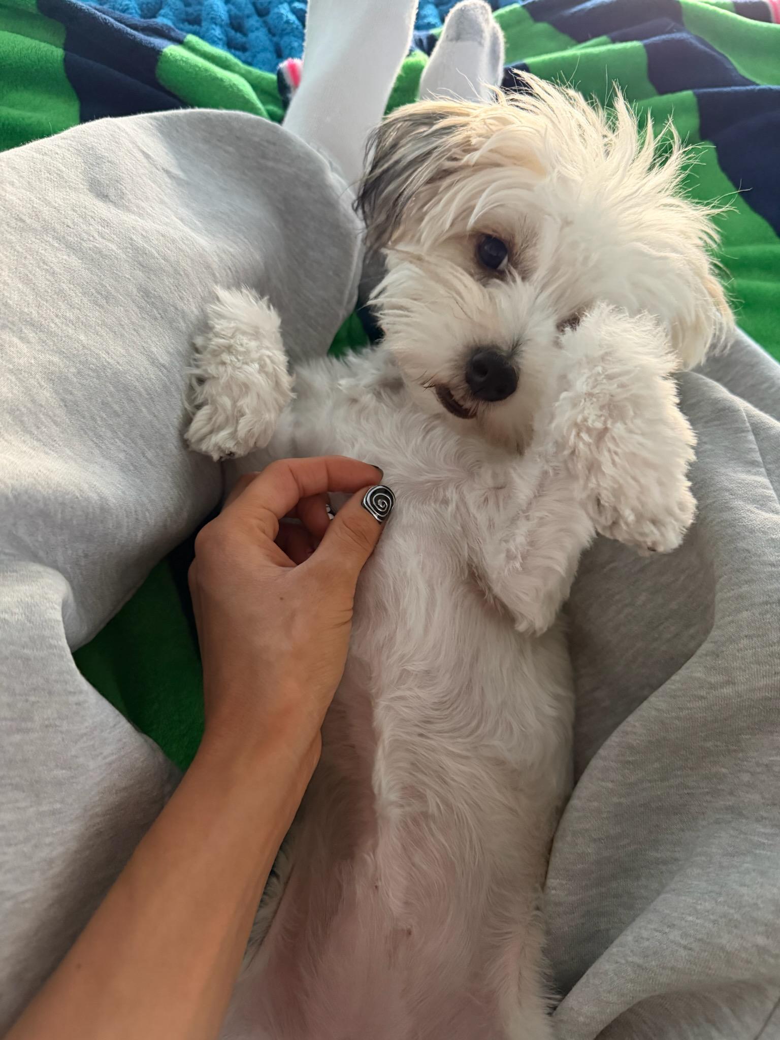 Mazey (#411), Adoptable, Puppy Female Chinese Crested Dog & Terrier.