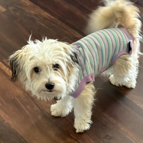 Enlarge Mazey (#411), a Adoptable mixed breed in Twin lakes, WI image 3/3