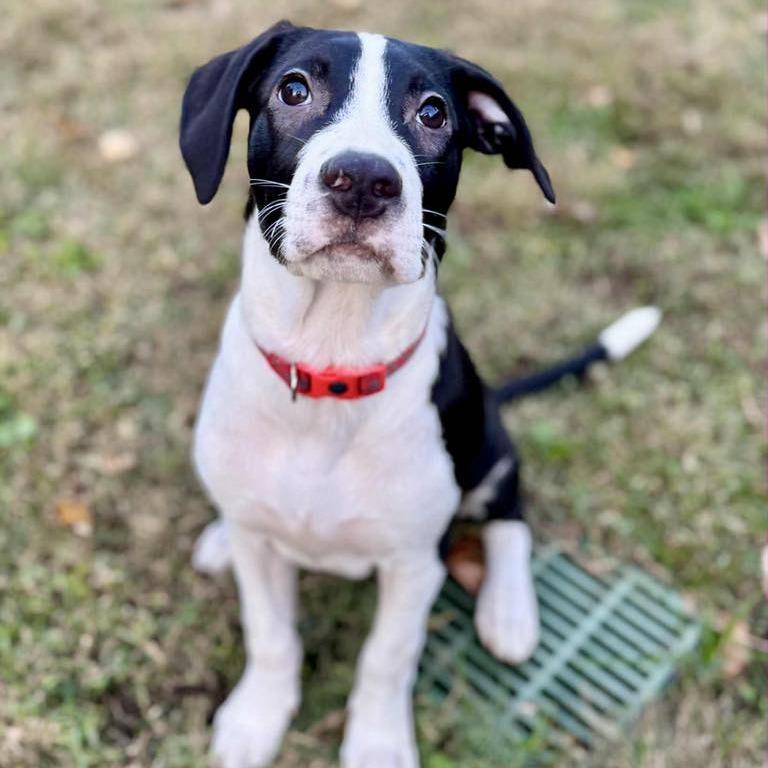 Enlarge Radar, a Adoptable mixed breed in Wichita, KS image 1/1