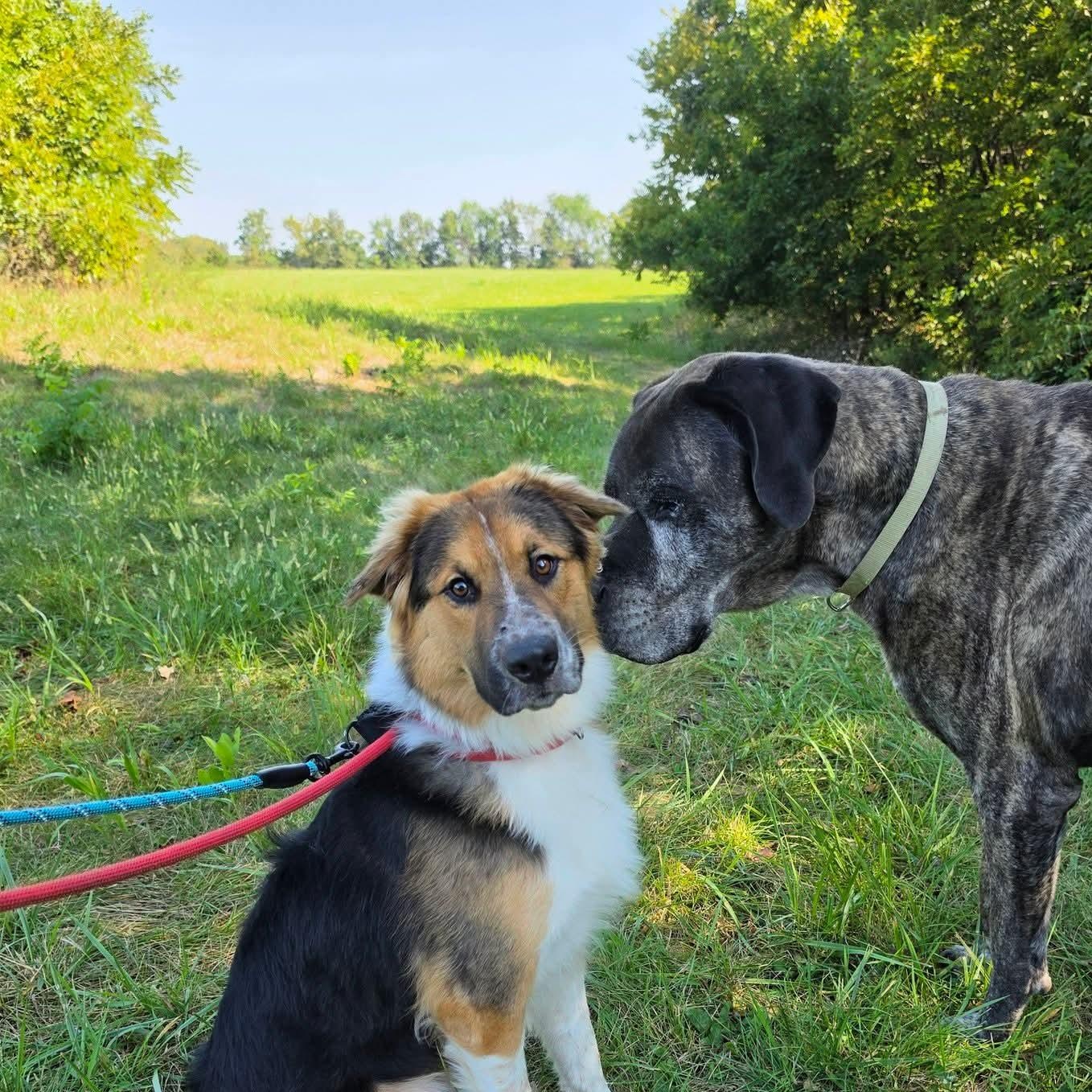 Enlarge Max, a Adoptable mixed breed in Warrensburg, MO image 4/4