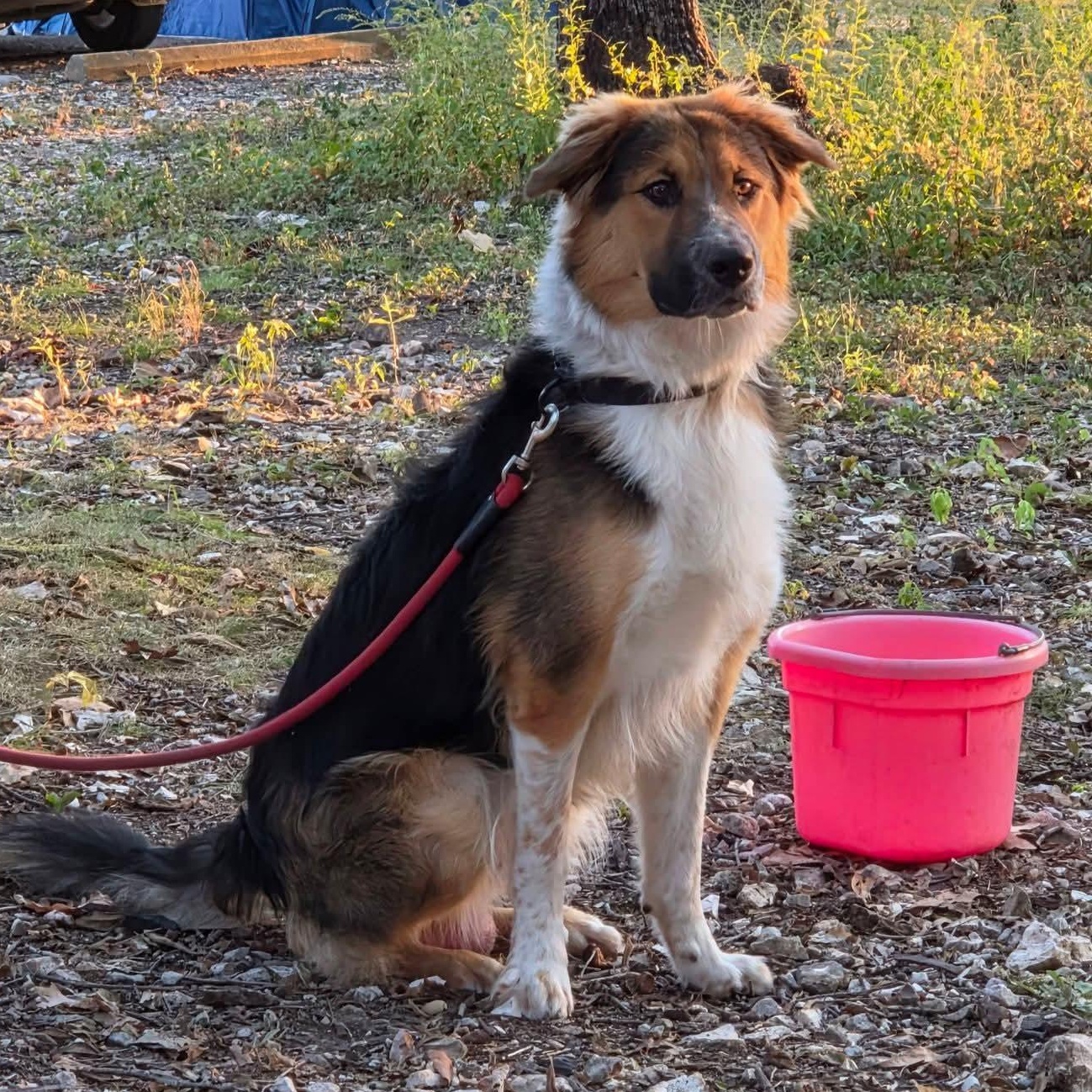Max, Adoptable, Adult Male Australian Shepherd.