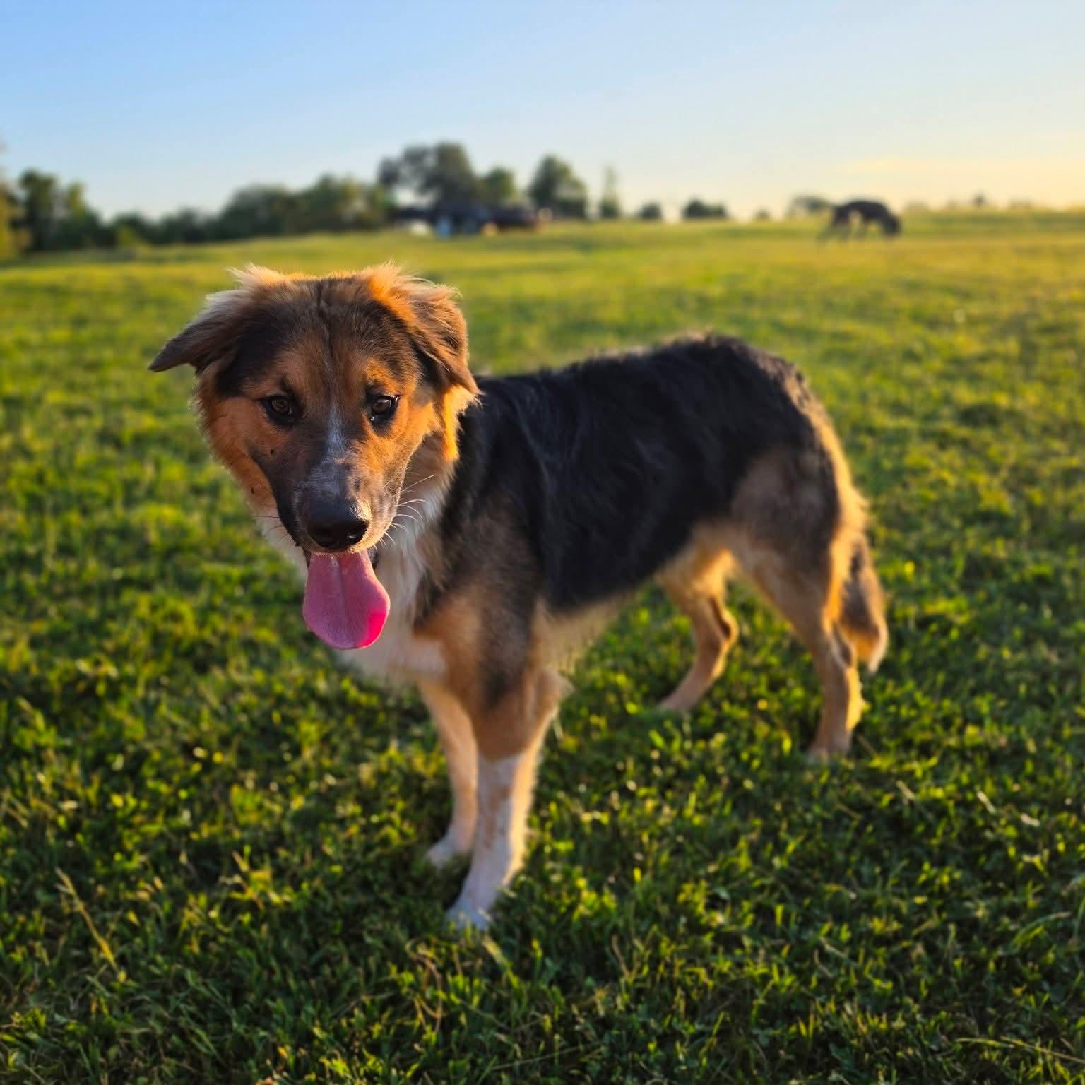 Enlarge Max, a Adoptable mixed breed in Warrensburg, MO image 3/4