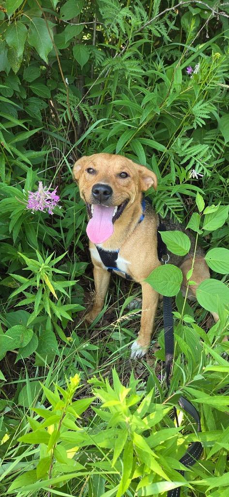 Saige, Adopted, Young Female Labrador Retriever & Mixed Breed.