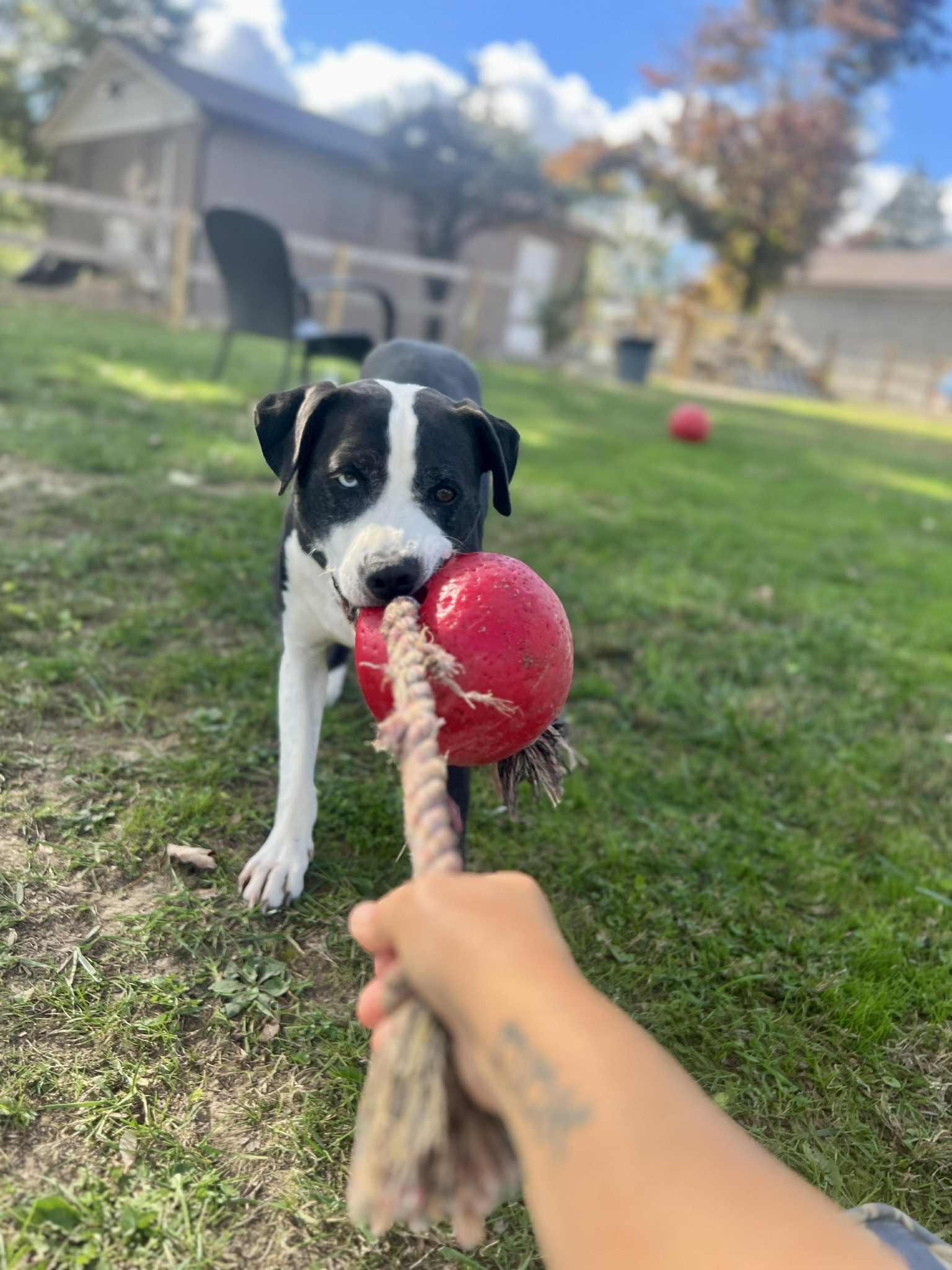 Enlarge Quiche, a Adoptable mixed breed in Oak Ridge, TN image 3/5