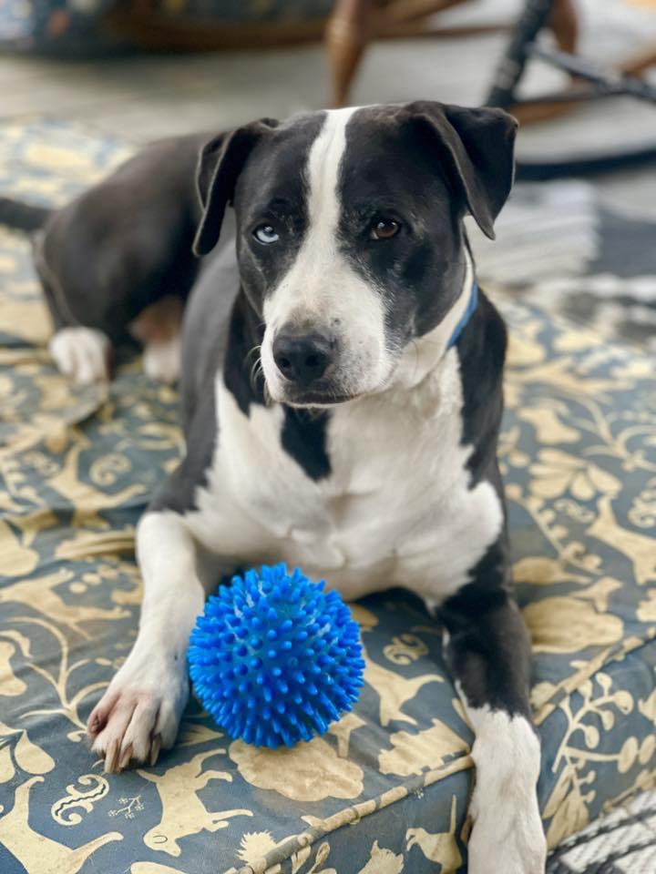 Enlarge Quiche, a Adoptable mixed breed in Oak Ridge, TN image 5/5