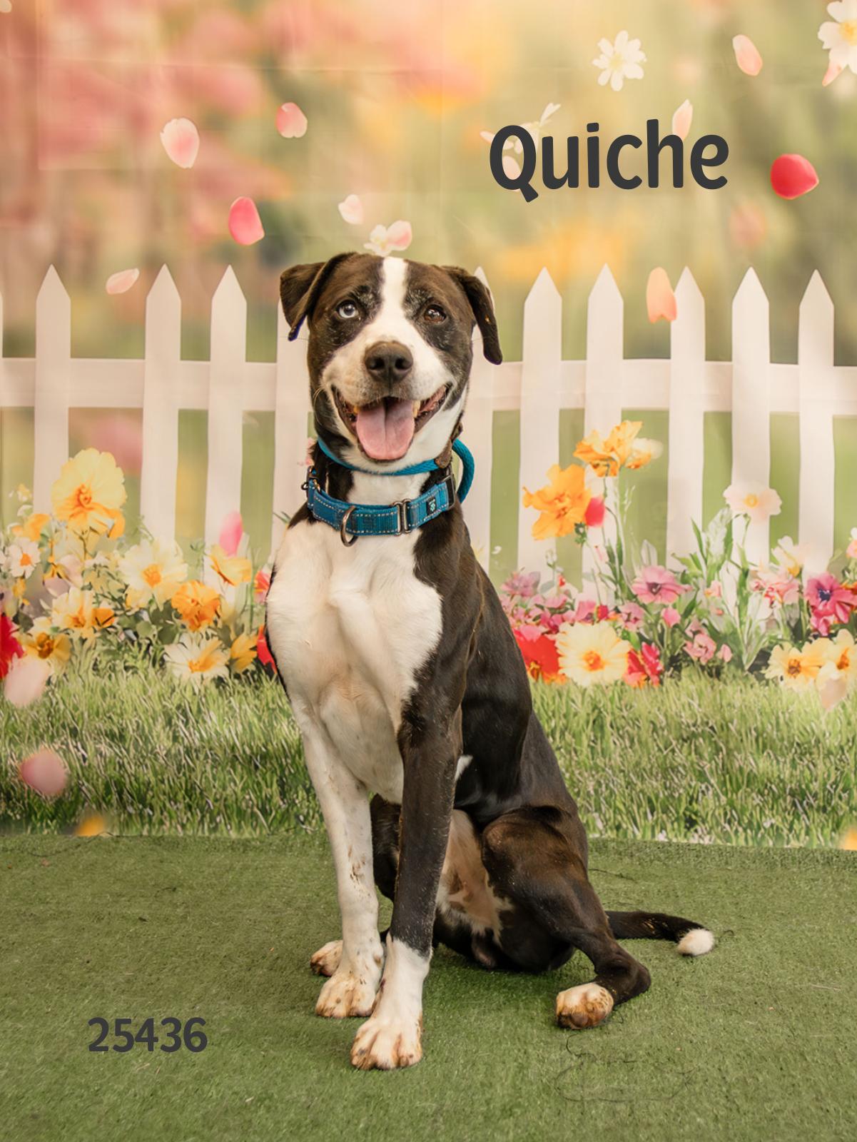 Enlarge Quiche, a Adoptable mixed breed in Oak Ridge, TN image 1/5