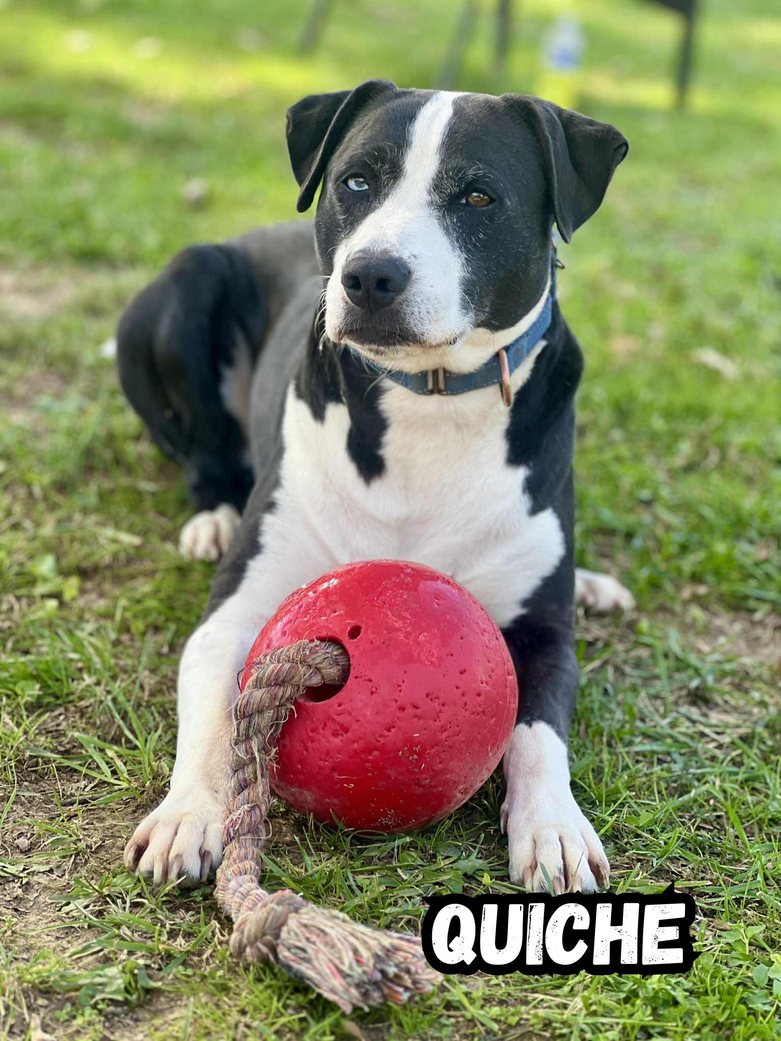 Enlarge Quiche, a Adoptable mixed breed in Oak Ridge, TN image 4/5