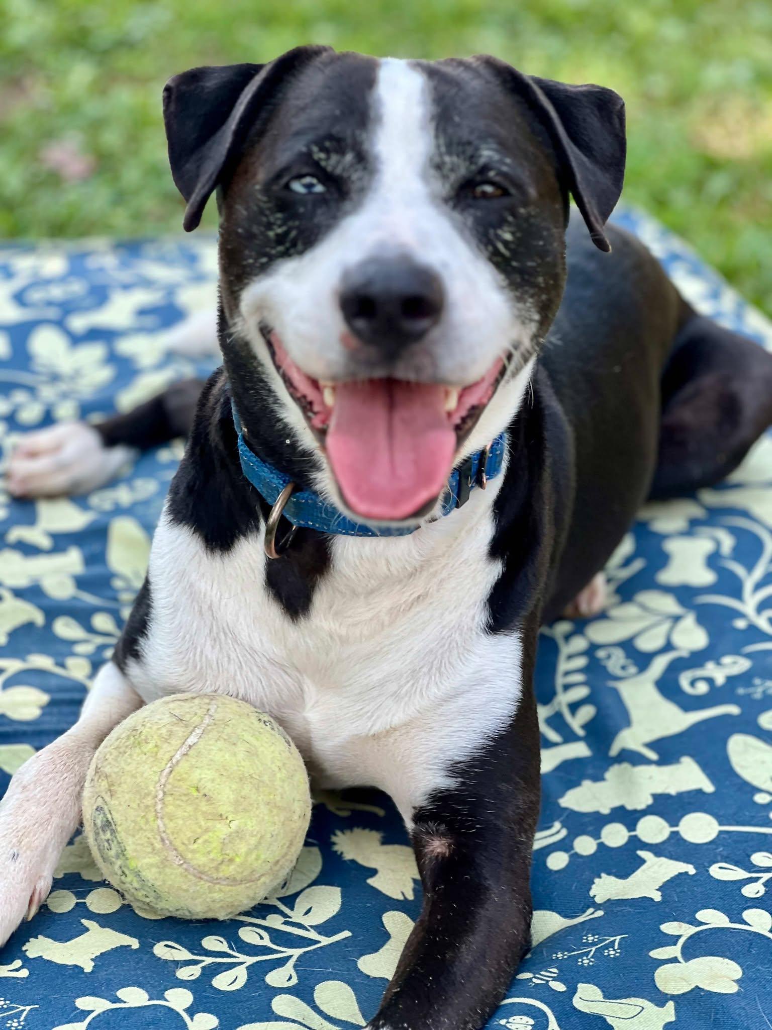 Enlarge Quiche, a Adoptable mixed breed in Oak Ridge, TN image 2/5