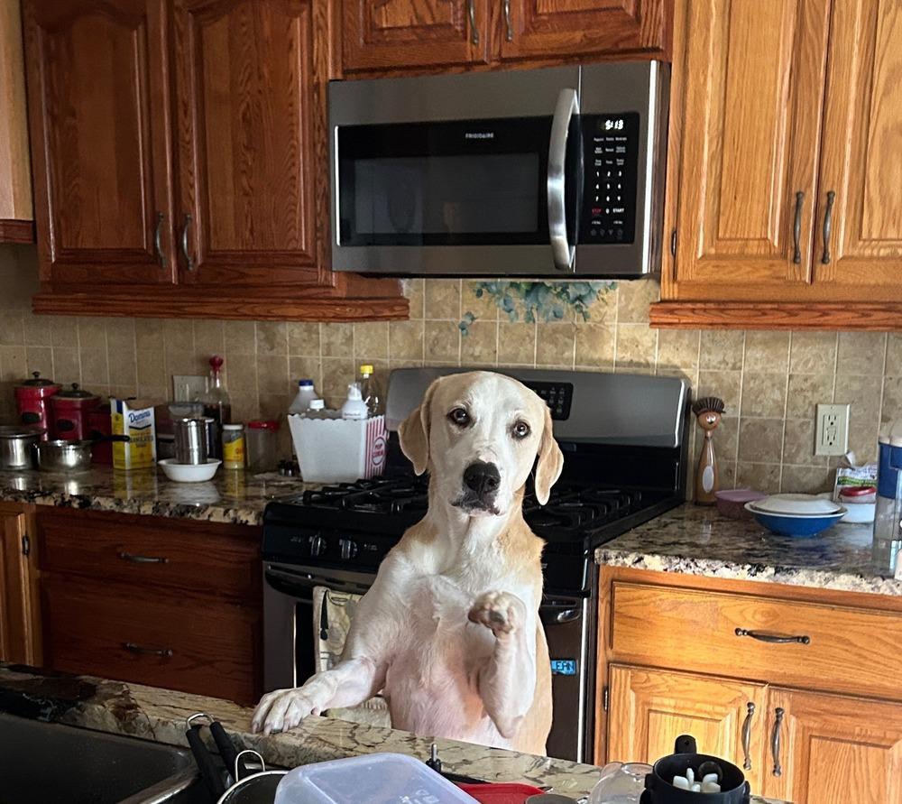 Enlarge Mindi, a Adoptable mixed breed in Pottstown, PA image 5/6