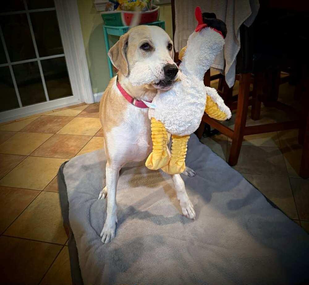 Mindi, Adoptable, Adult Female Labrador Retriever & Greyhound.