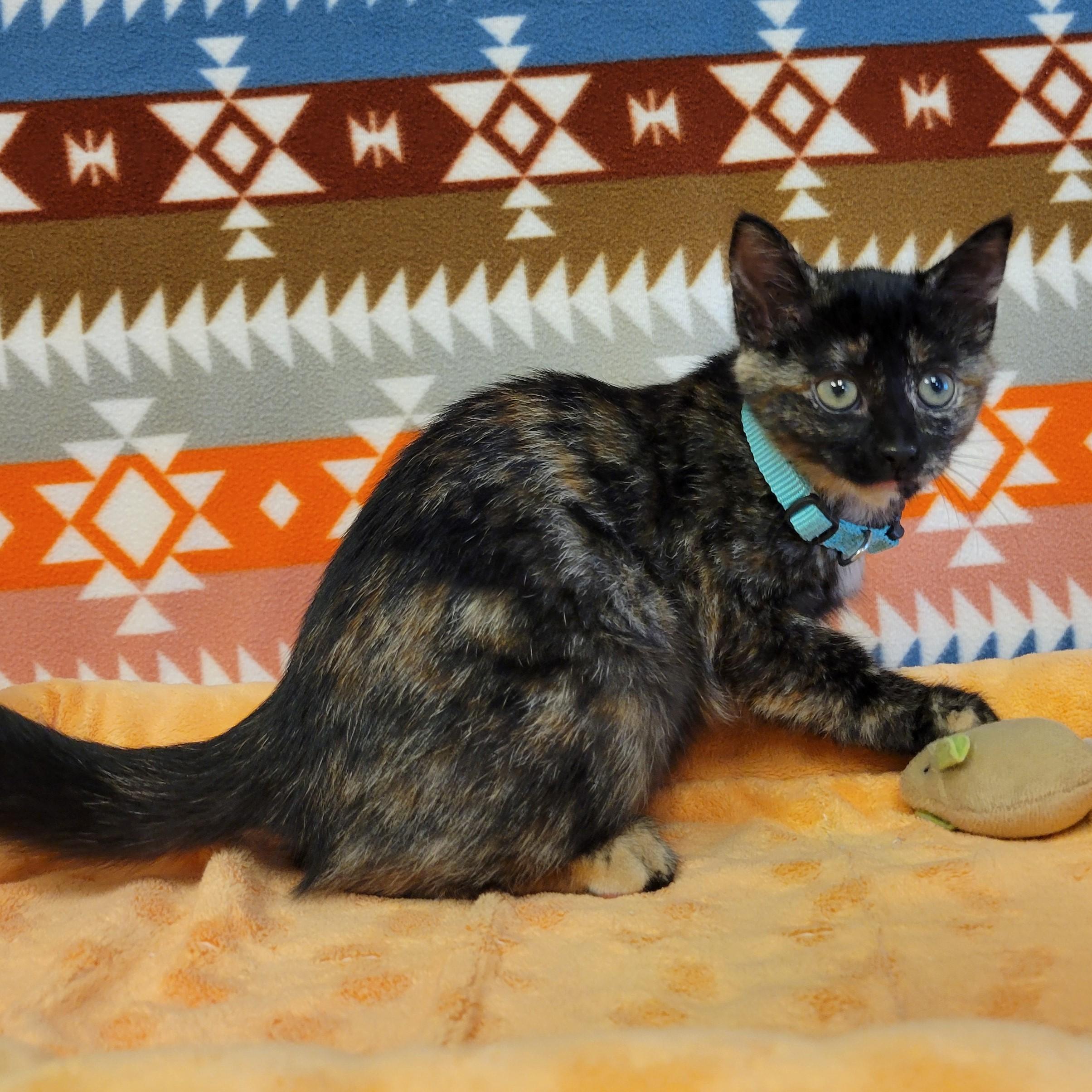 Enlarge Zira, a Adopted mixed breed in ALPINE, TX image 6/6