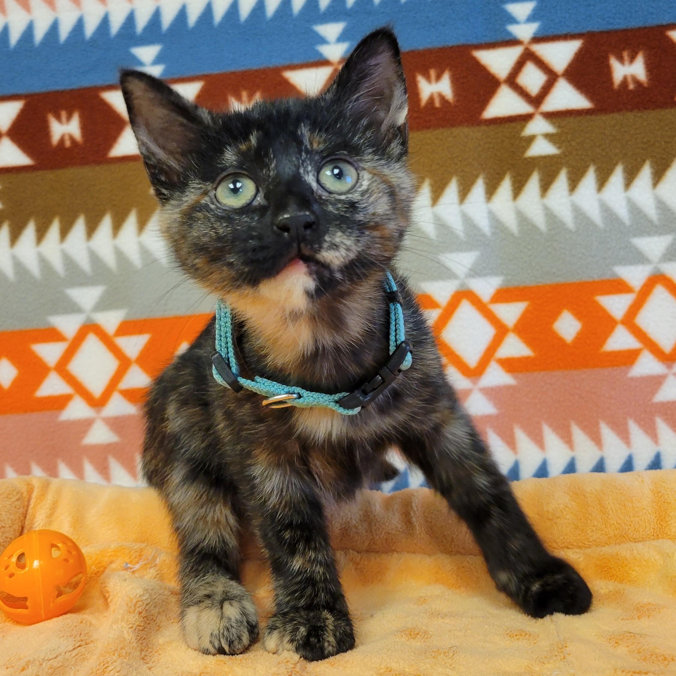 Zira, Adopted, Young Female Domestic Short Hair.