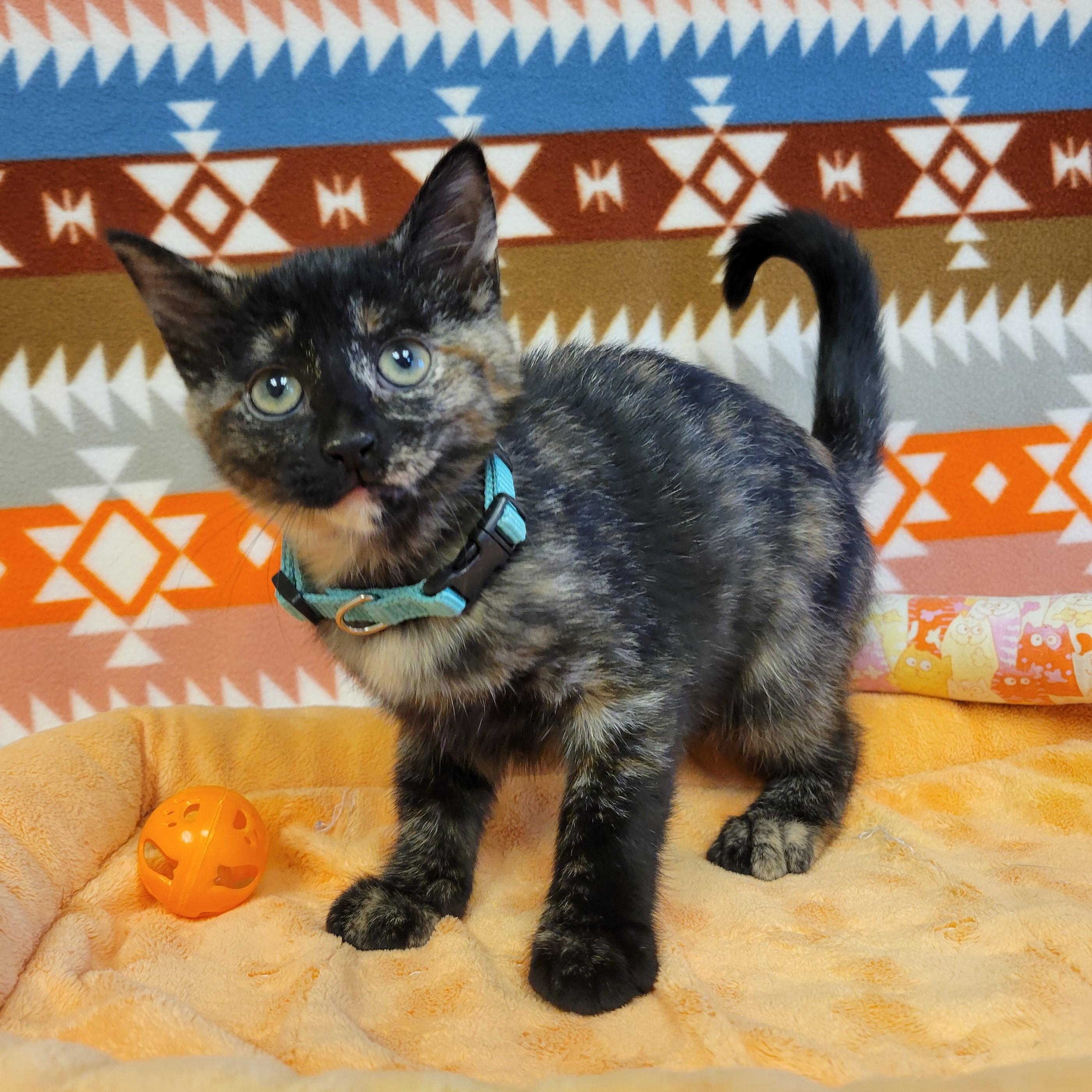 Enlarge Zira, a Adopted mixed breed in ALPINE, TX image 2/6
