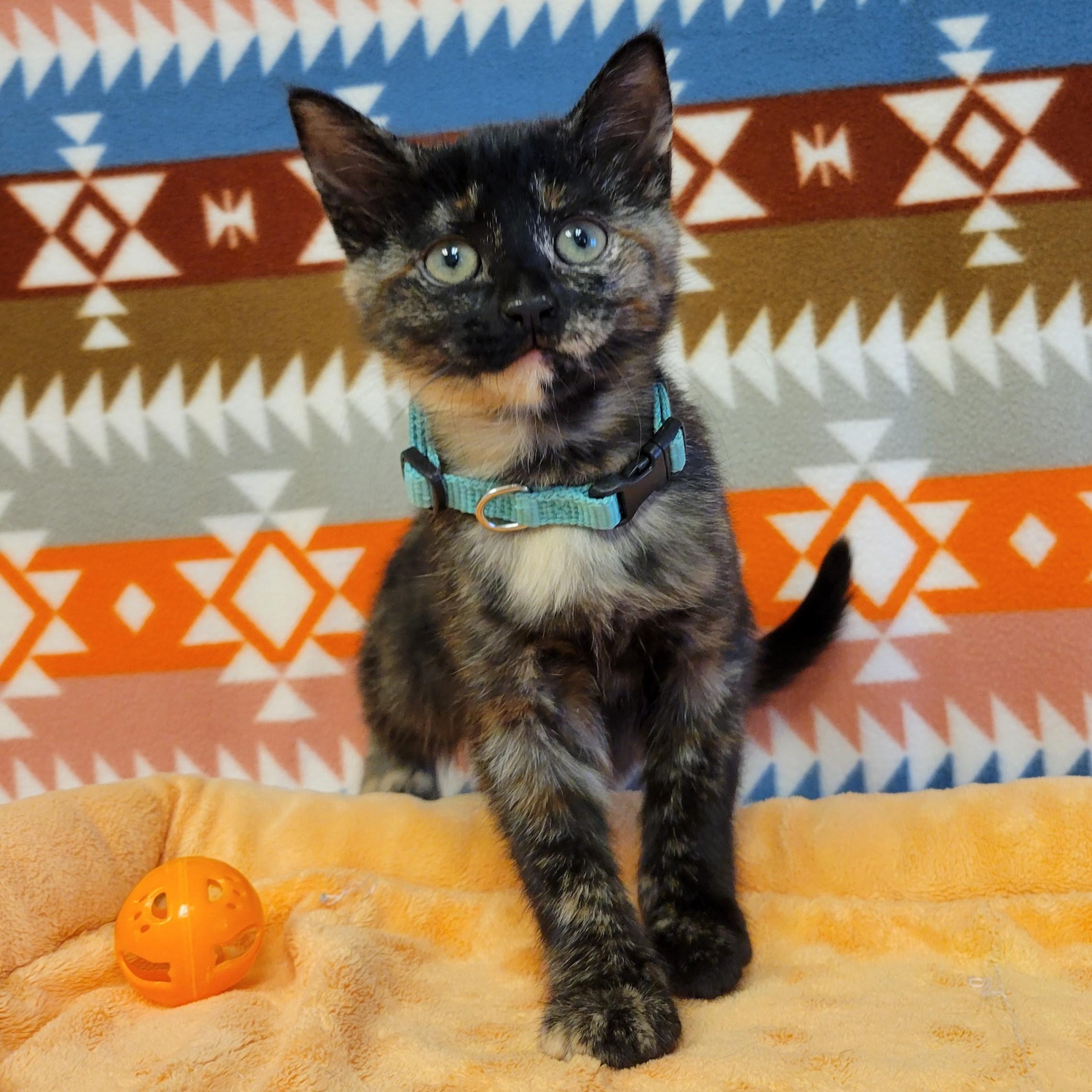 Enlarge Zira, a Adopted mixed breed in ALPINE, TX image 3/6
