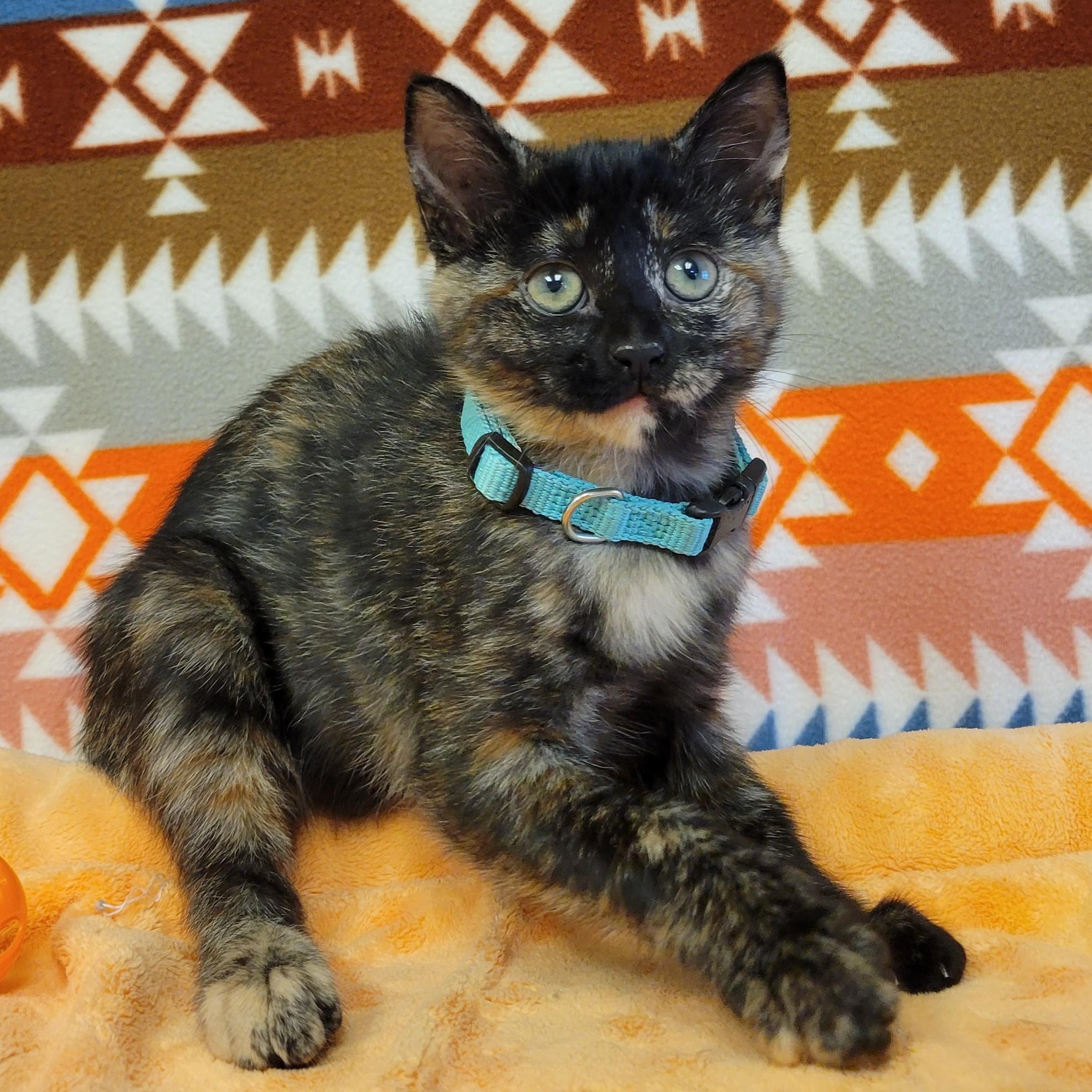 Enlarge Zira, a Adopted mixed breed in ALPINE, TX image 5/6