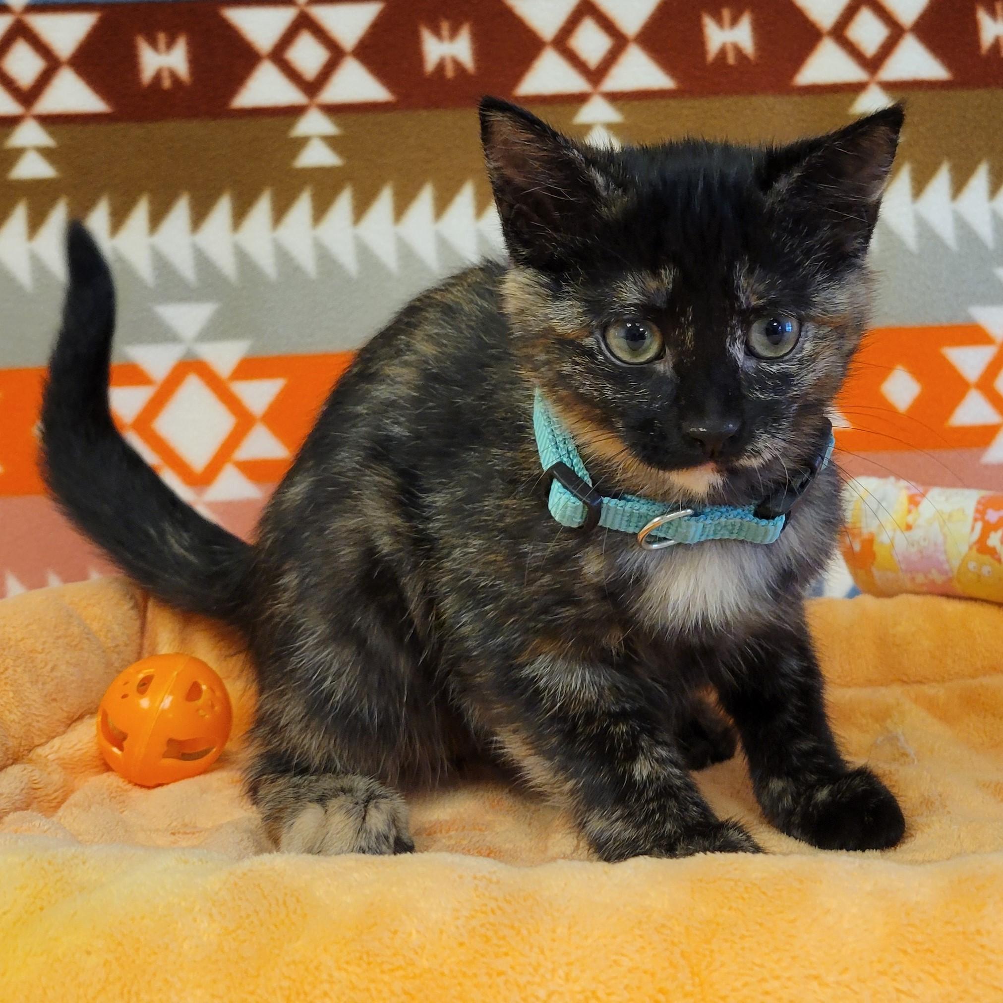 Enlarge Zira, a Adopted mixed breed in ALPINE, TX image 4/6