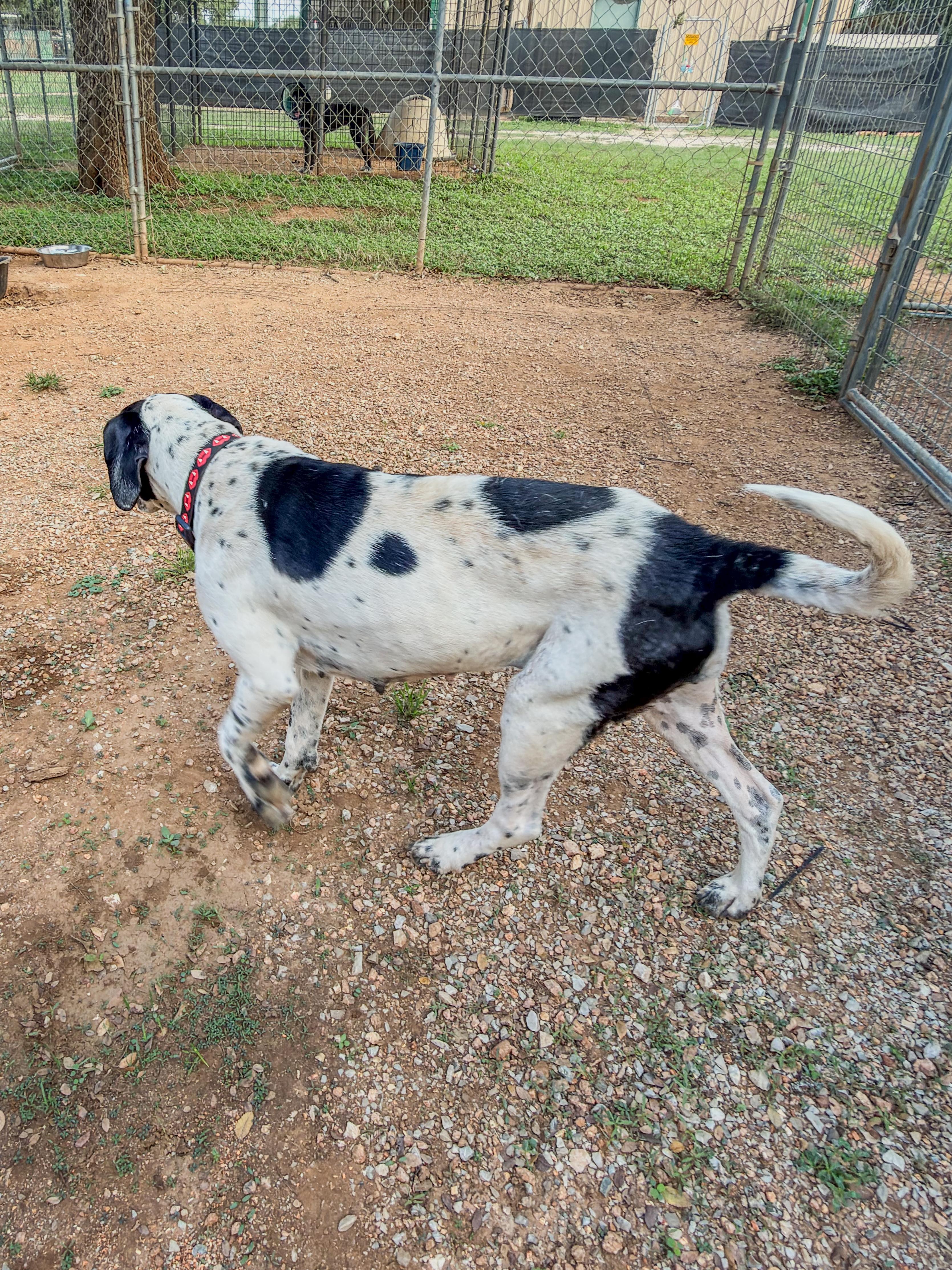 Enlarge Pebbles, a Adoptable German Shorthaired Pointer in Marble Falls, TX image 2/2