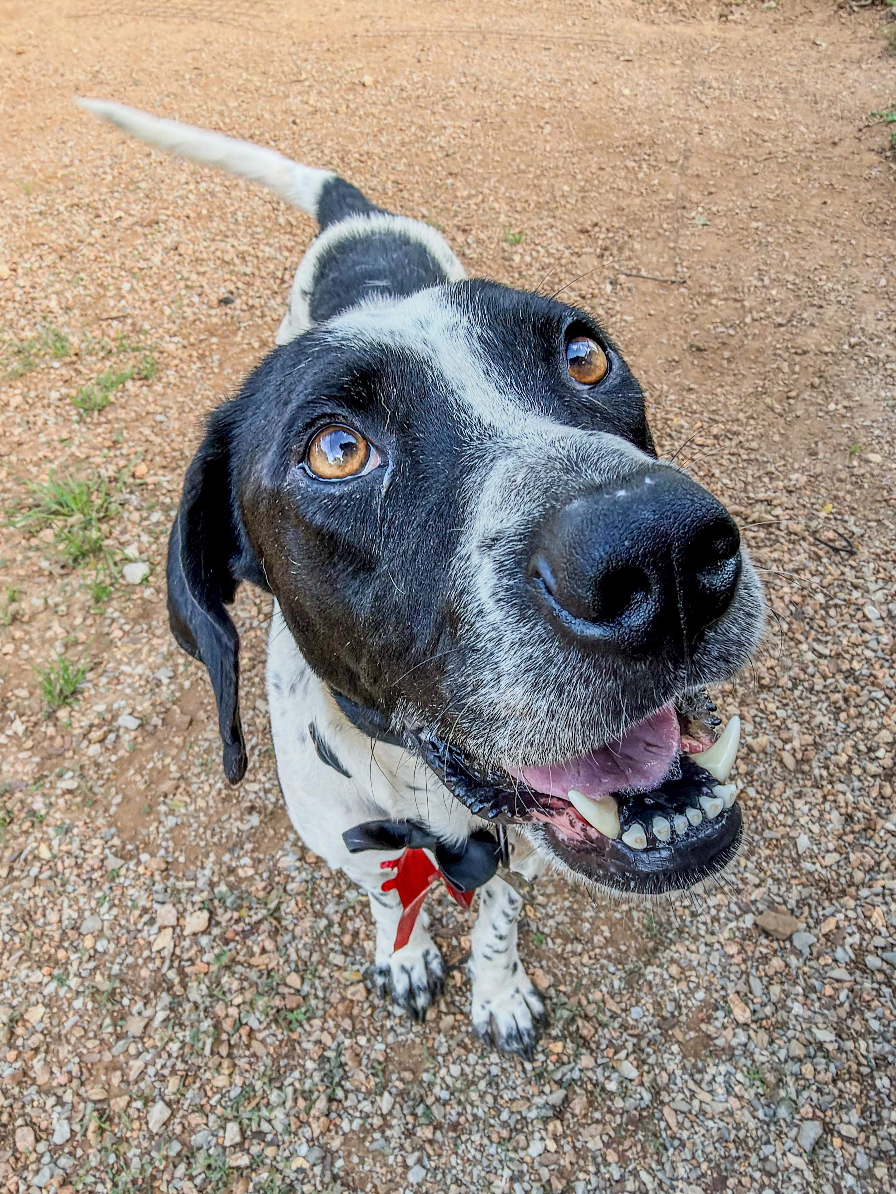 Pebbles, Adoptable, Adult Female German Shorthaired Pointer.