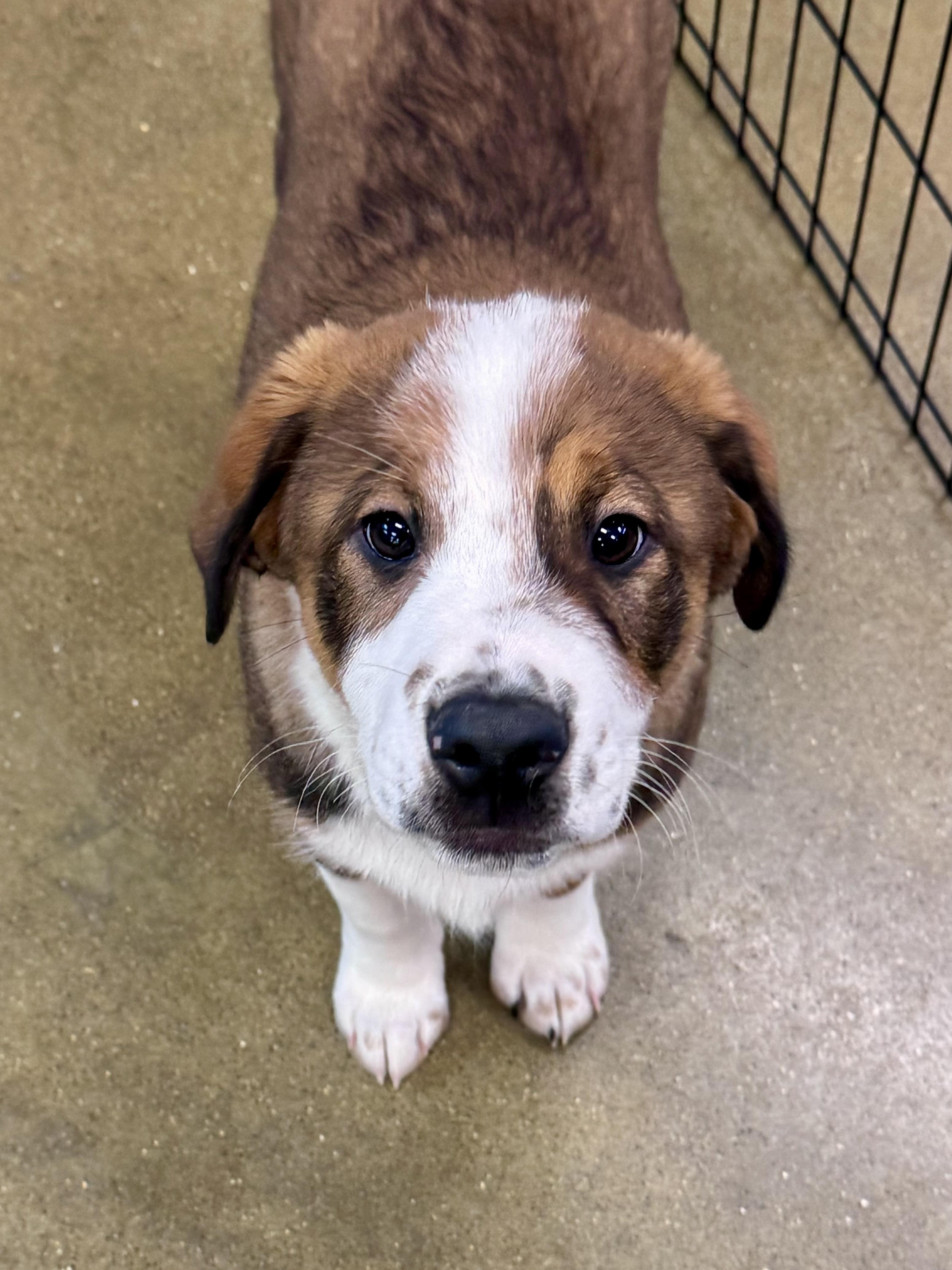 Enlarge Frosty, a ADOPTABLE Mixed Breed in Washington, MO image 1/2