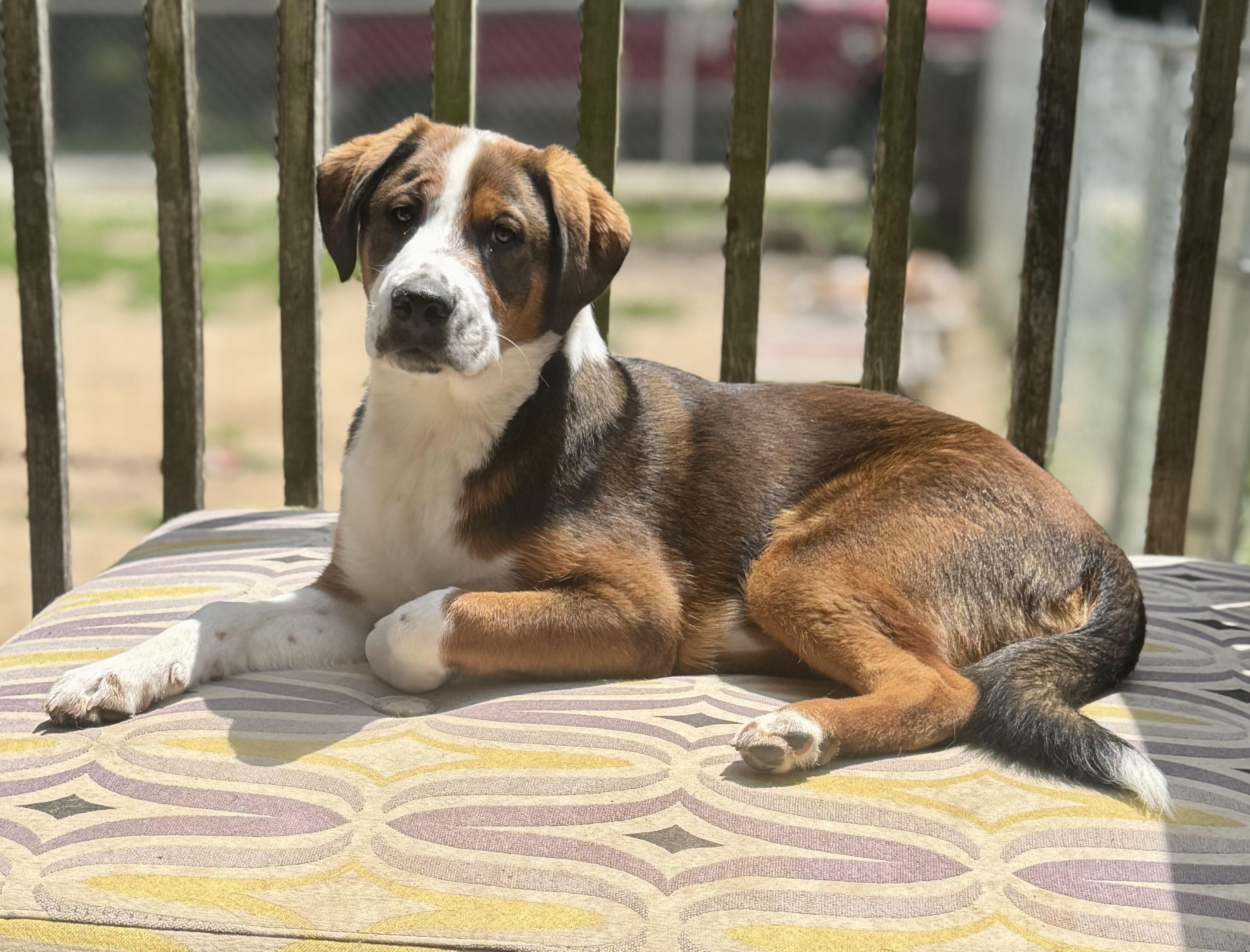 Frosty, ADOPTABLE, Young Male Mixed Breed.