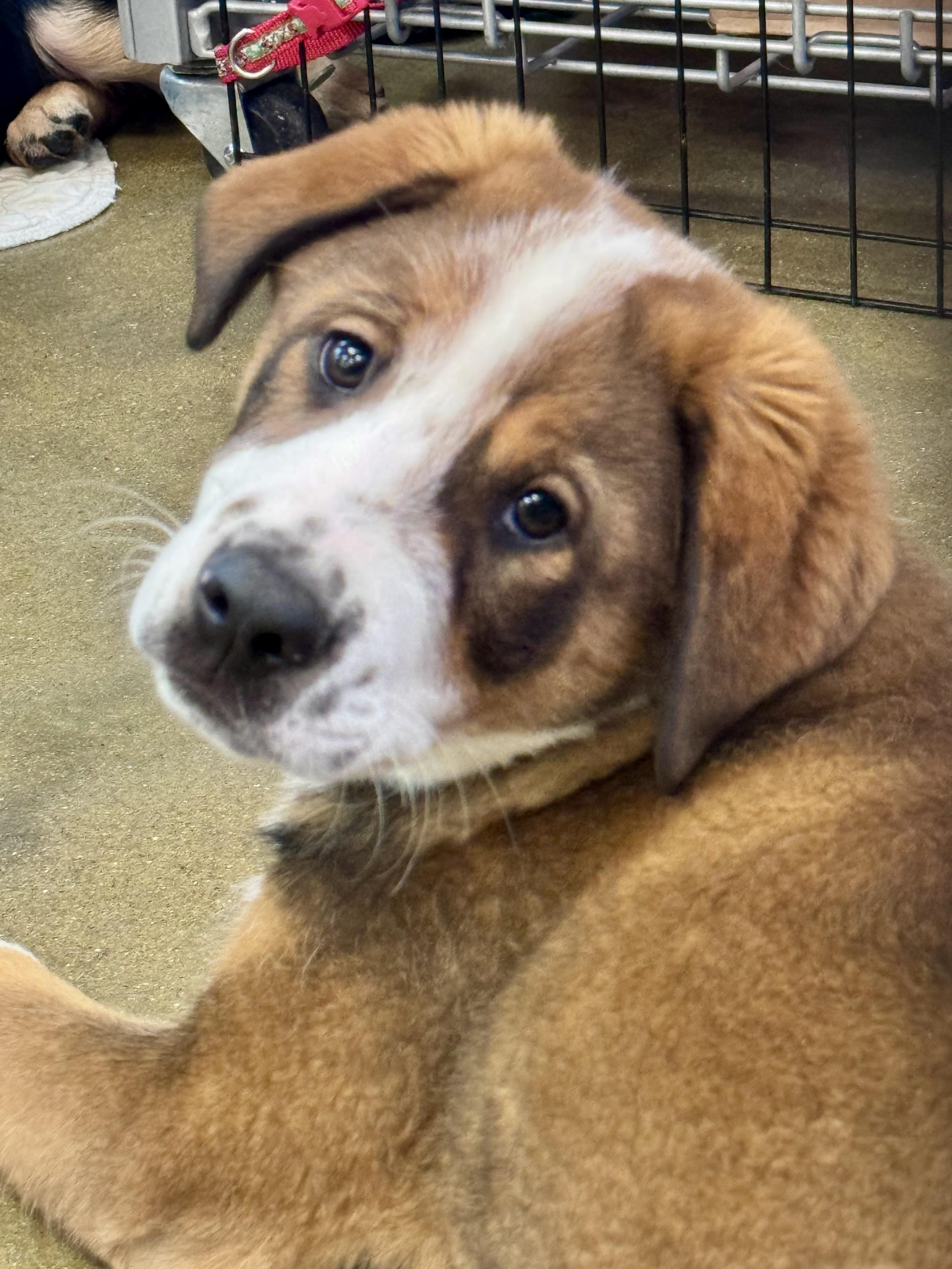 Enlarge Frosty, a ADOPTABLE Mixed Breed in Washington, MO image 2/2