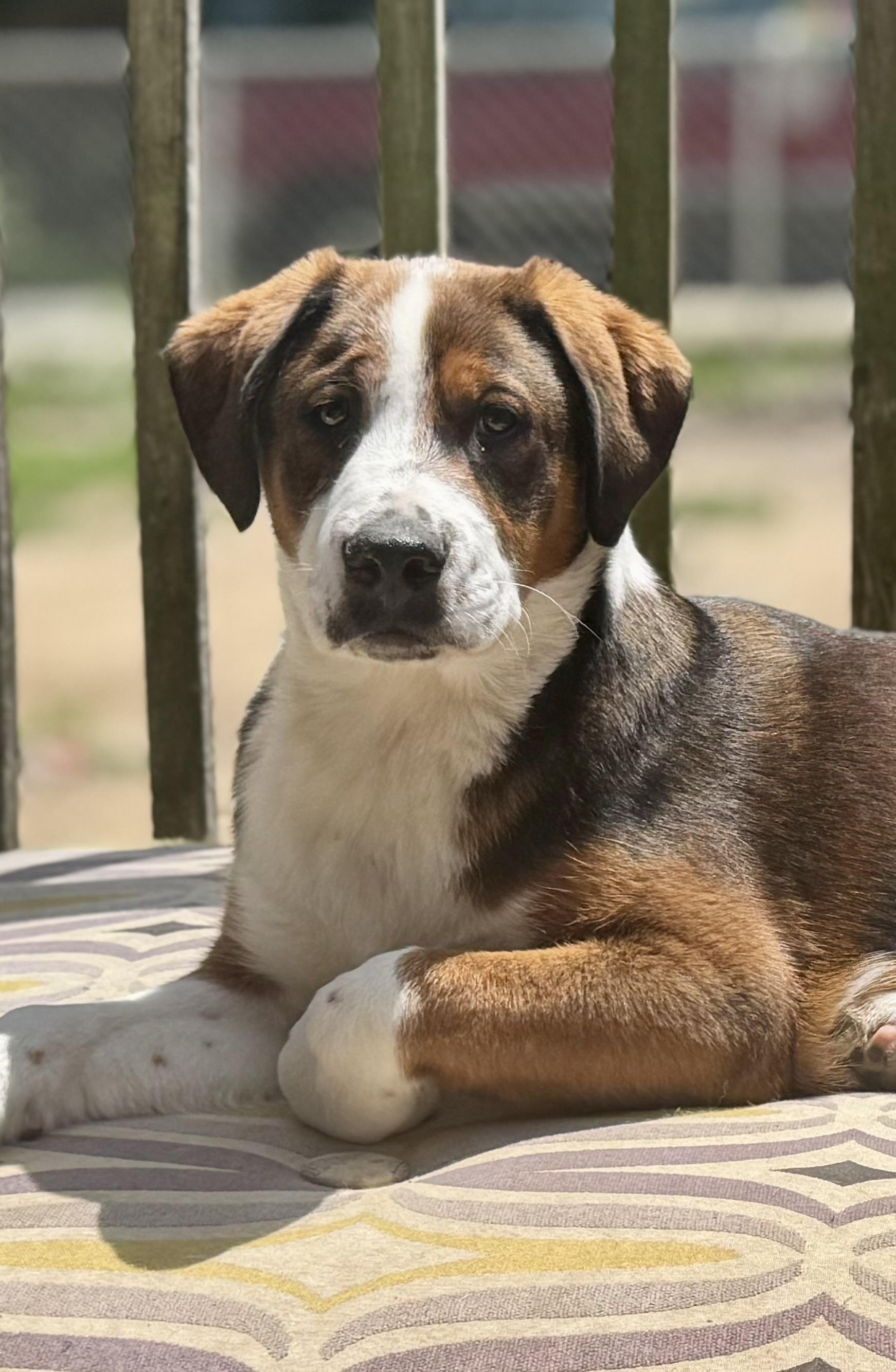 Frosty, a ADOPTABLE Mixed Breed in Washington, MO image 2/2