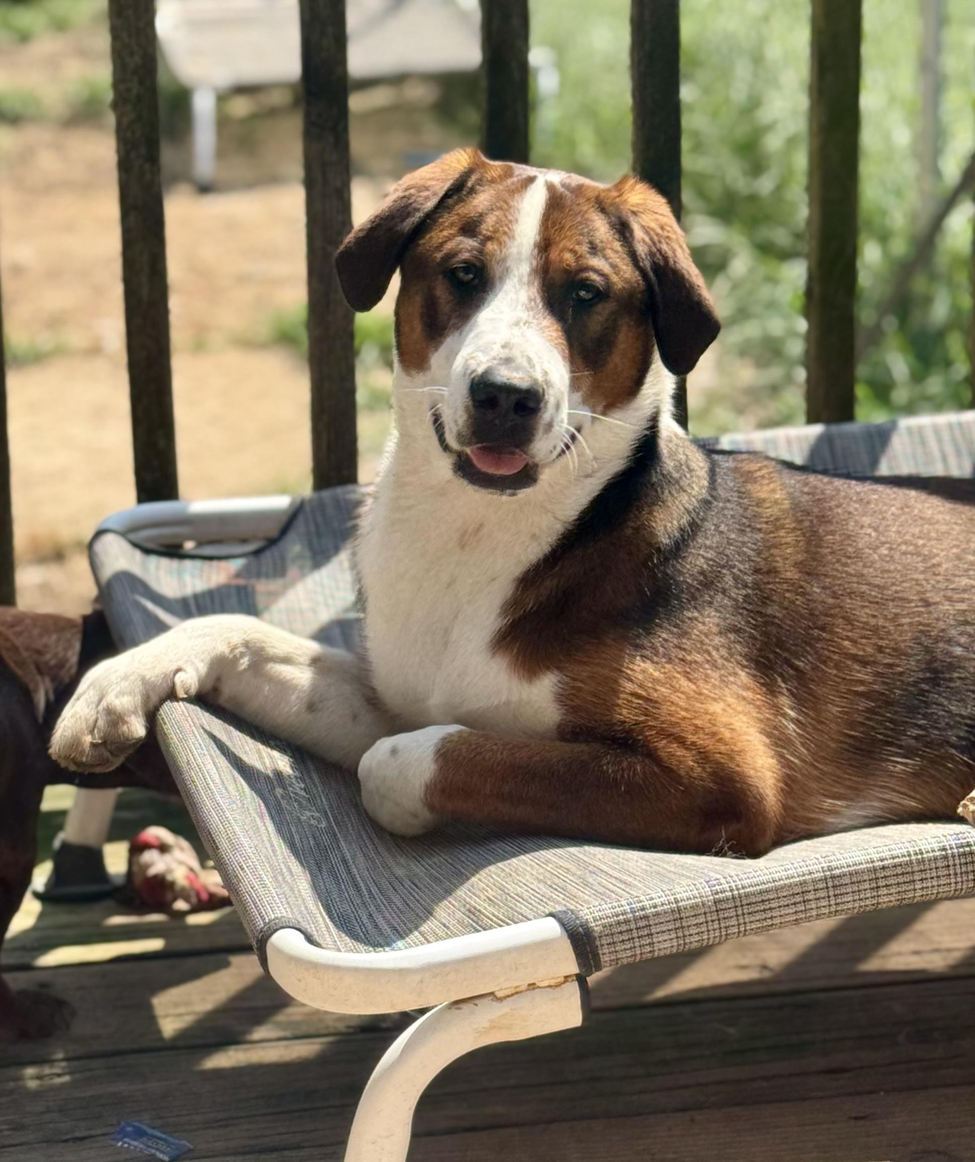 Barney, ADOPTABLE, Young Male Mixed Breed.