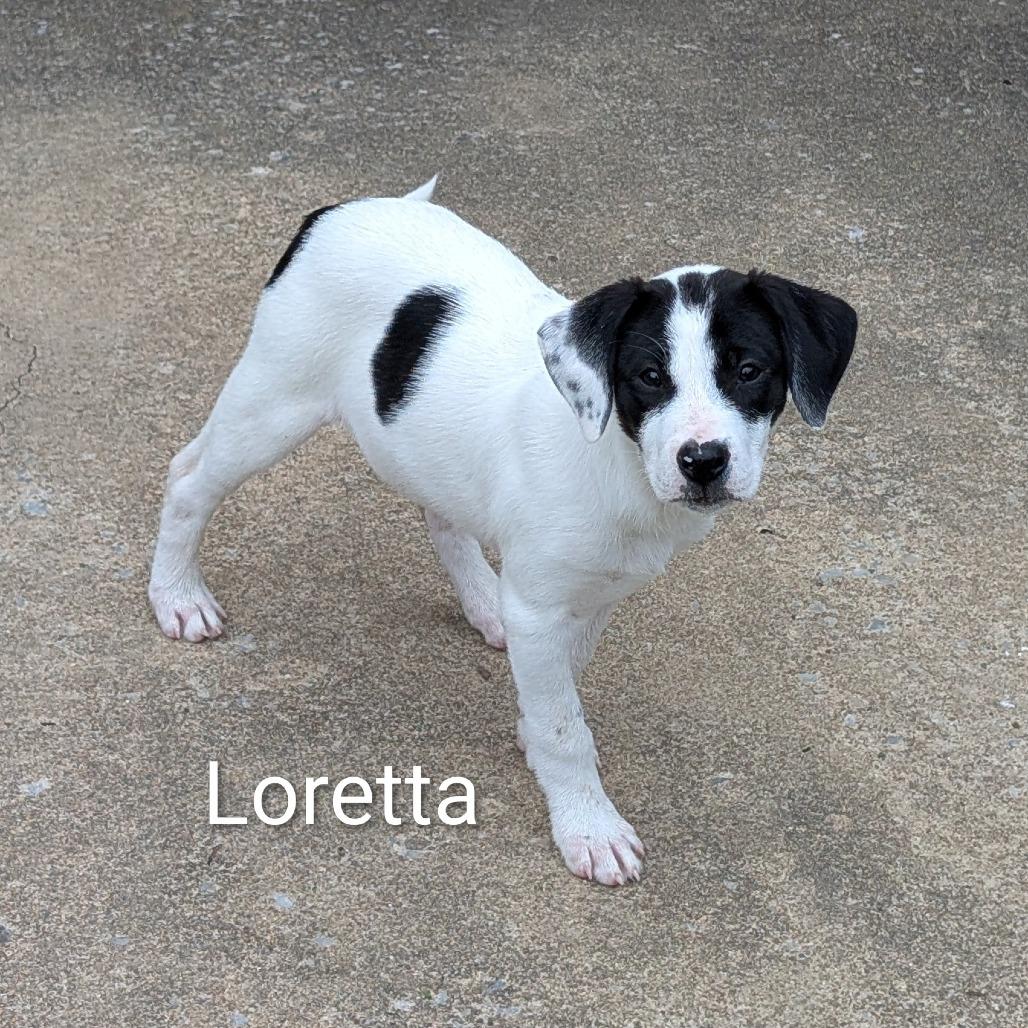 Loretta, Adoptable, Puppy Female Mixed Breed.