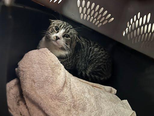 BIG BOY — thumbnail 2