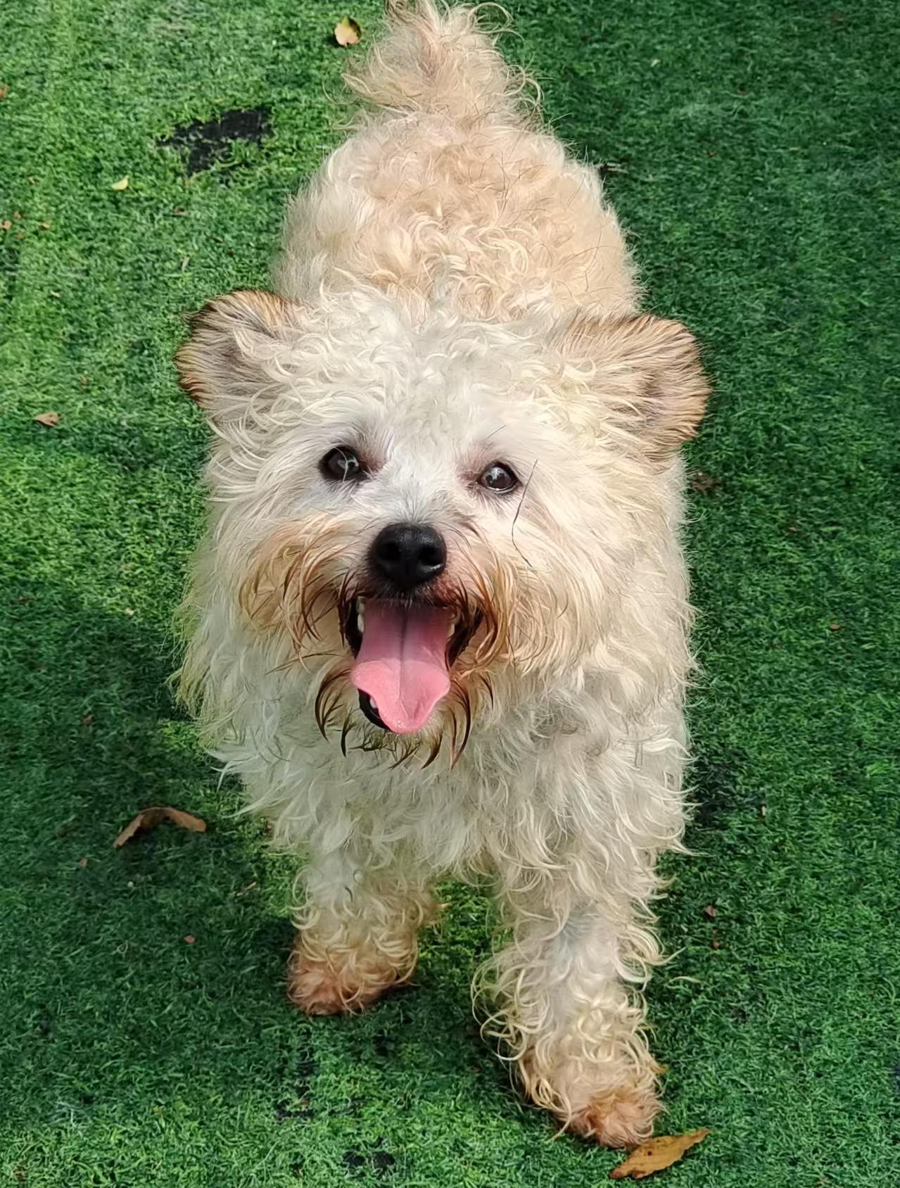 Archie, Adoptable, Young Male Poodle (Toy).