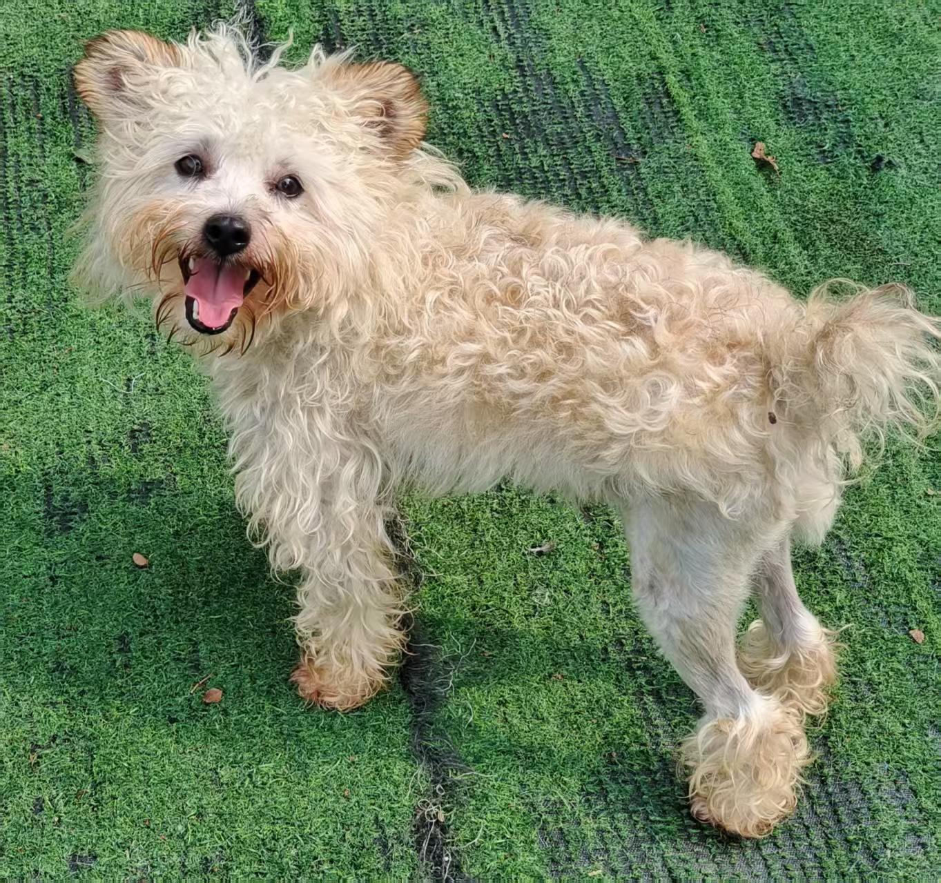 Archie, a Adoptable Poodle (Toy) in Toronto, ON image 2/4