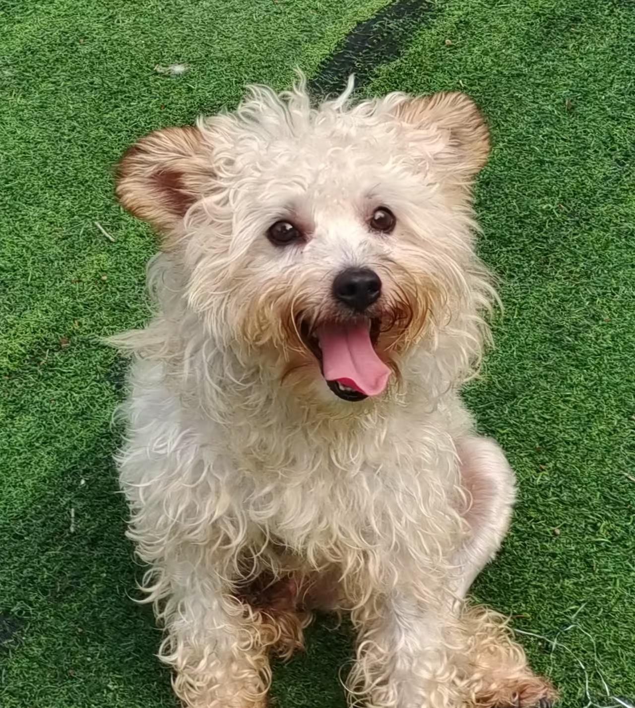 Archie, a Adoptable Poodle (Toy) in Toronto, ON image 3/4