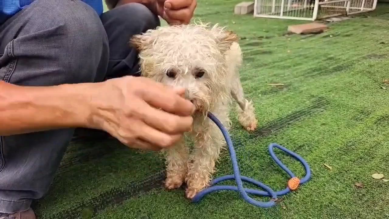 Enlarge Archie, a Adoptable Poodle (Toy) in Toronto, ON video 4/4