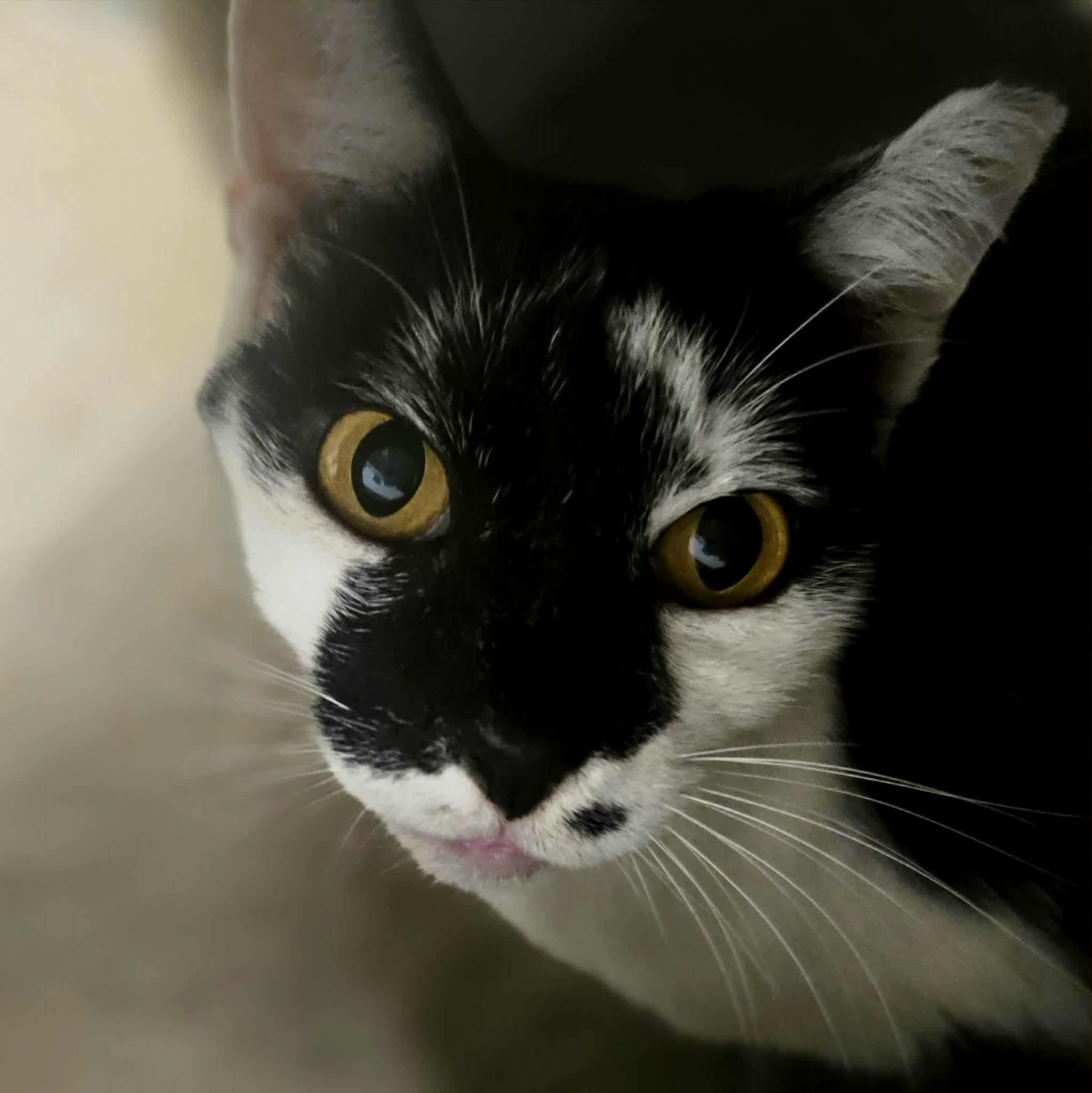 Patches, a Adoptable Domestic Short Hair in West Palm Beach, FL image 4/6