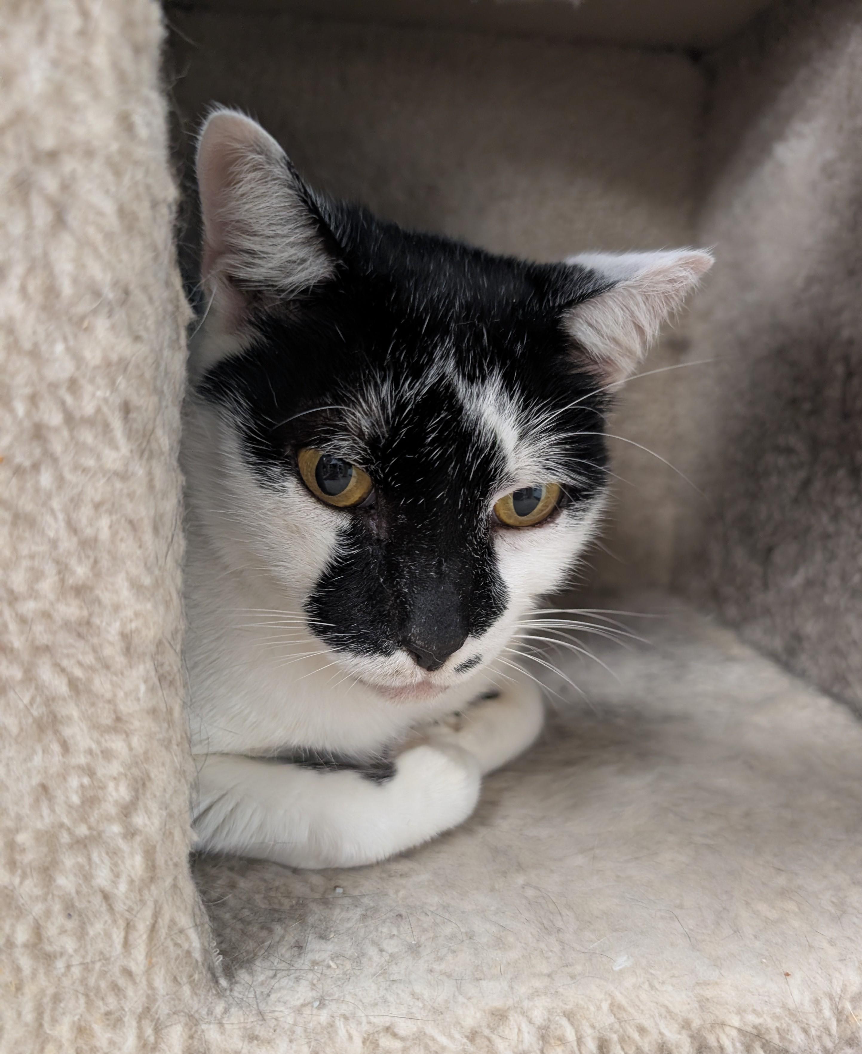 Patches, a Adoptable Domestic Short Hair in West Palm Beach, FL image 3/6